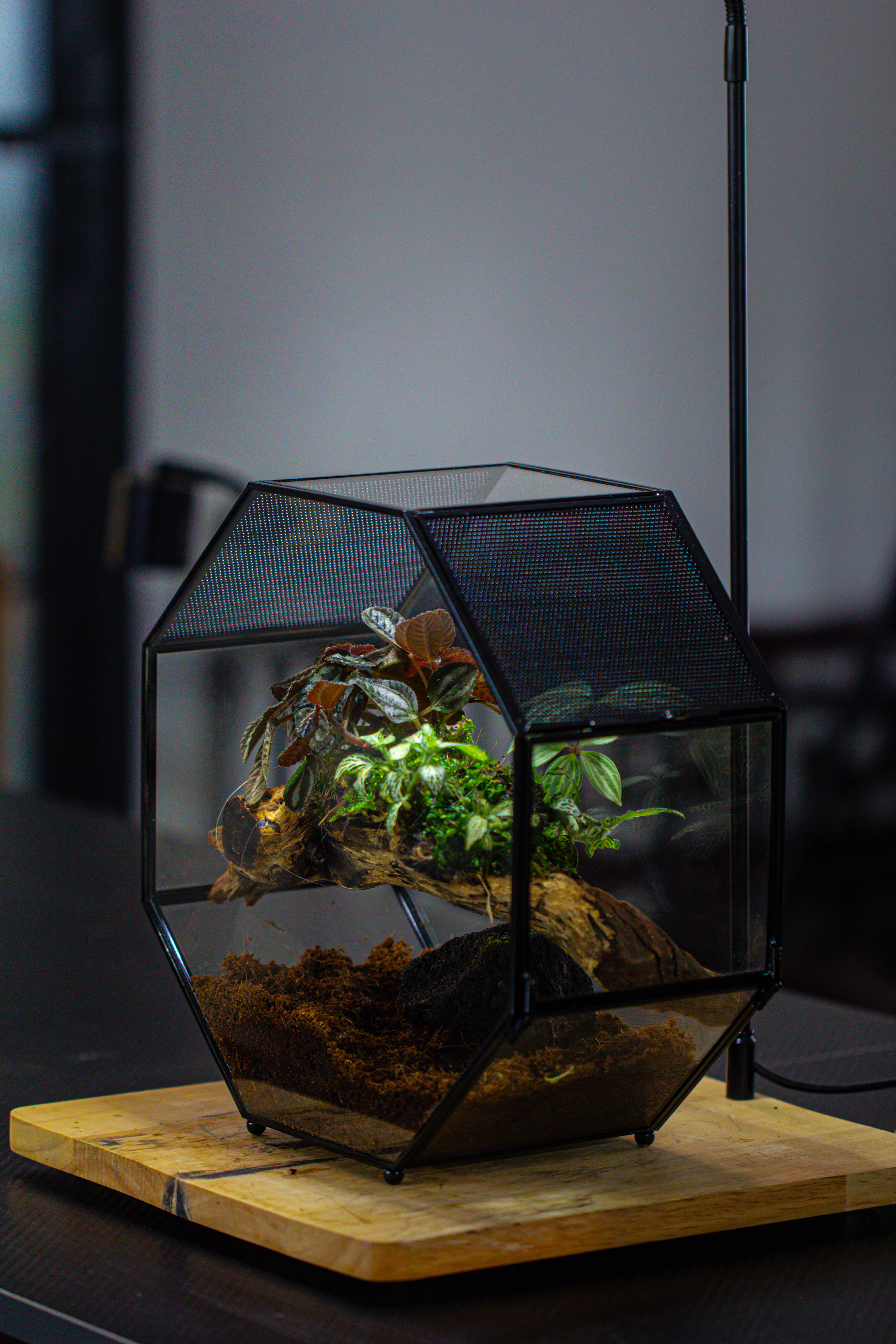 Handmade Octagon Glass Geometric Terrarium with Side Vent, Spider Terrarium, Jumping Spider/Snail Terrarium, Jumping Spider Enclosure - NCYPgarden