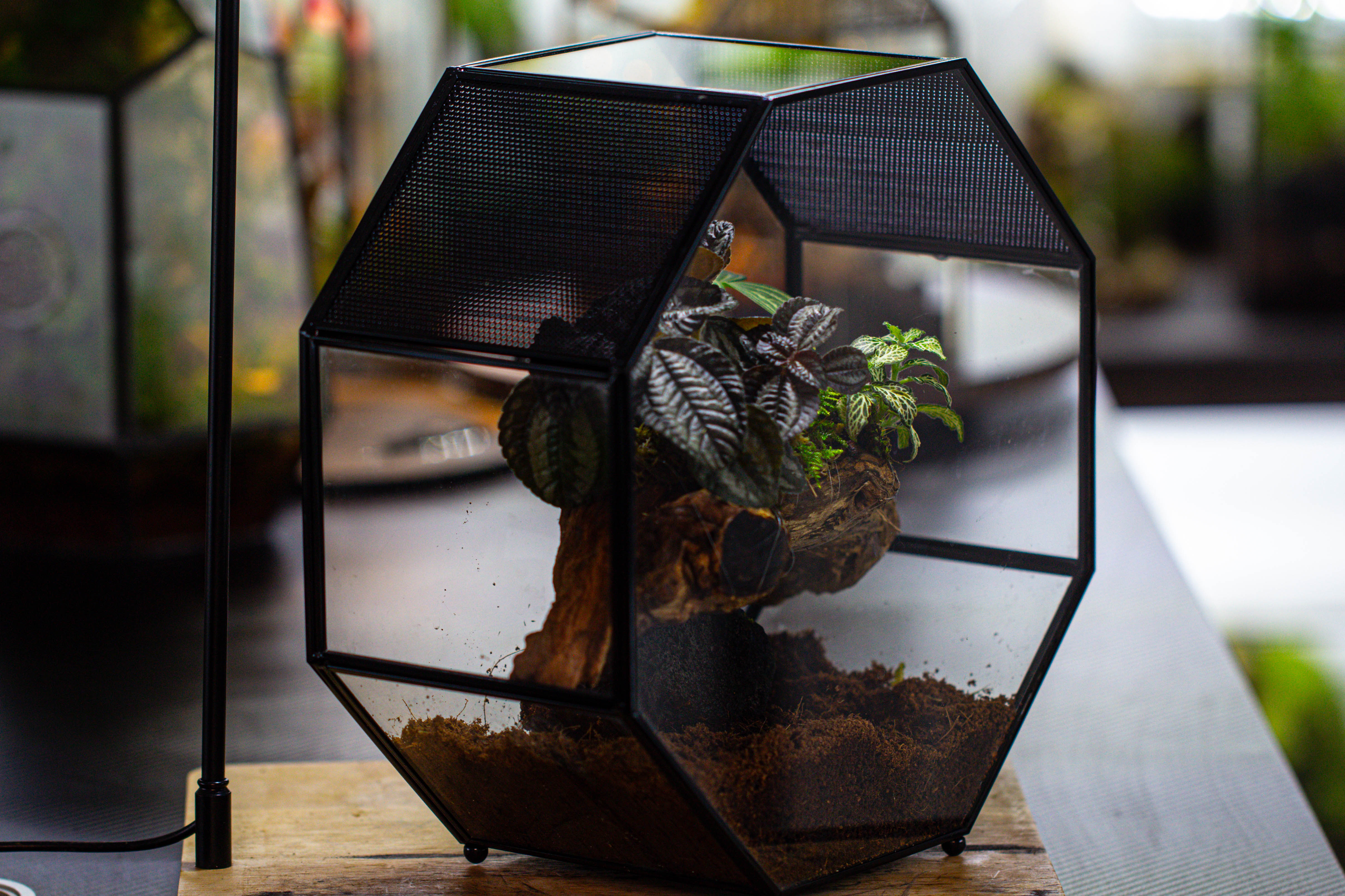 Handmade Octagon Glass Geometric Terrarium with Side Vent, Spider Terrarium, Jumping Spider/Snail Terrarium, Jumping Spider Enclosure - NCYPgarden