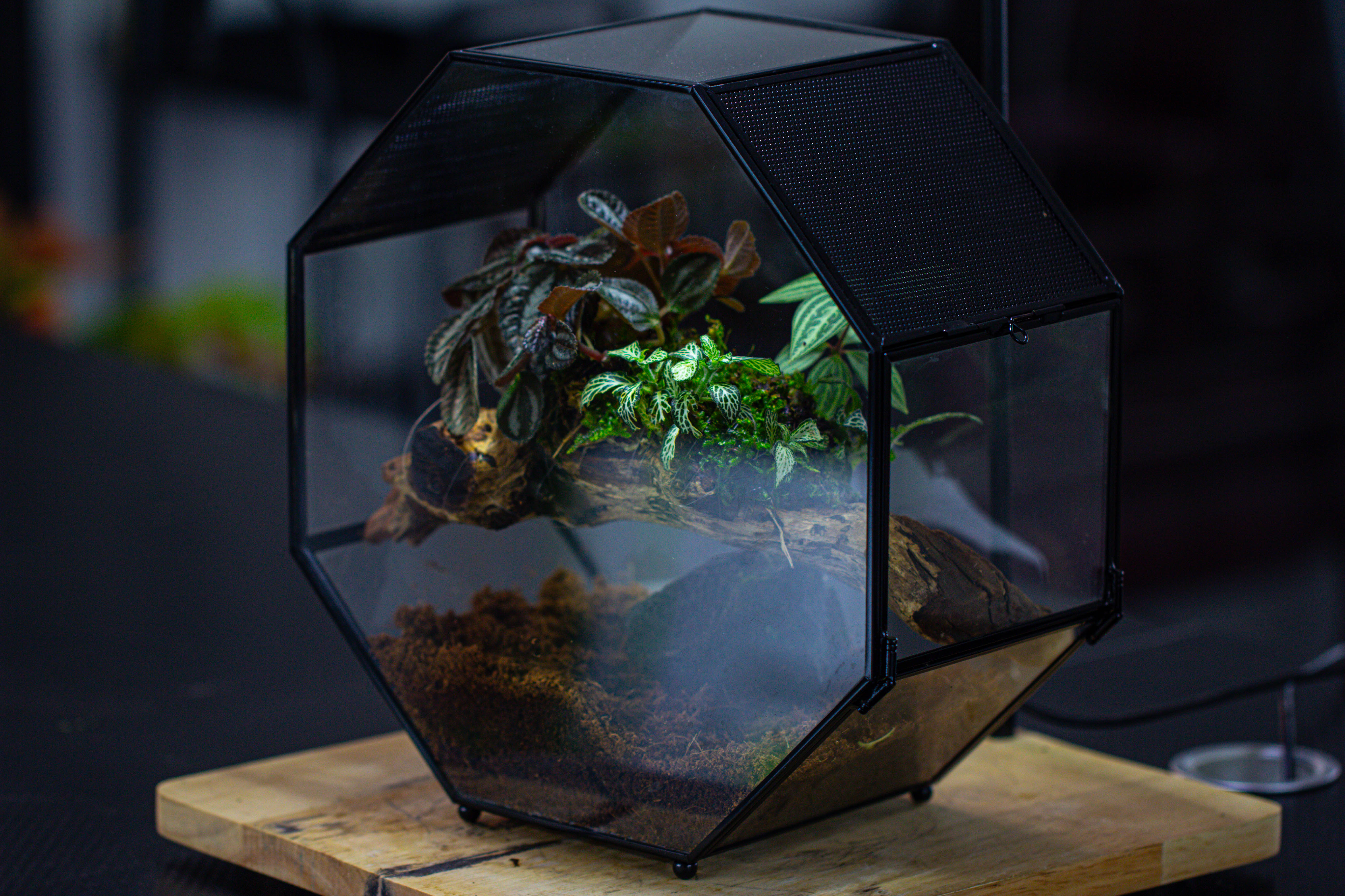 Handmade Octagon Glass Geometric Terrarium with Side Vent, Spider Terrarium, Jumping Spider/Snail Terrarium, Jumping Spider Enclosure - NCYPgarden