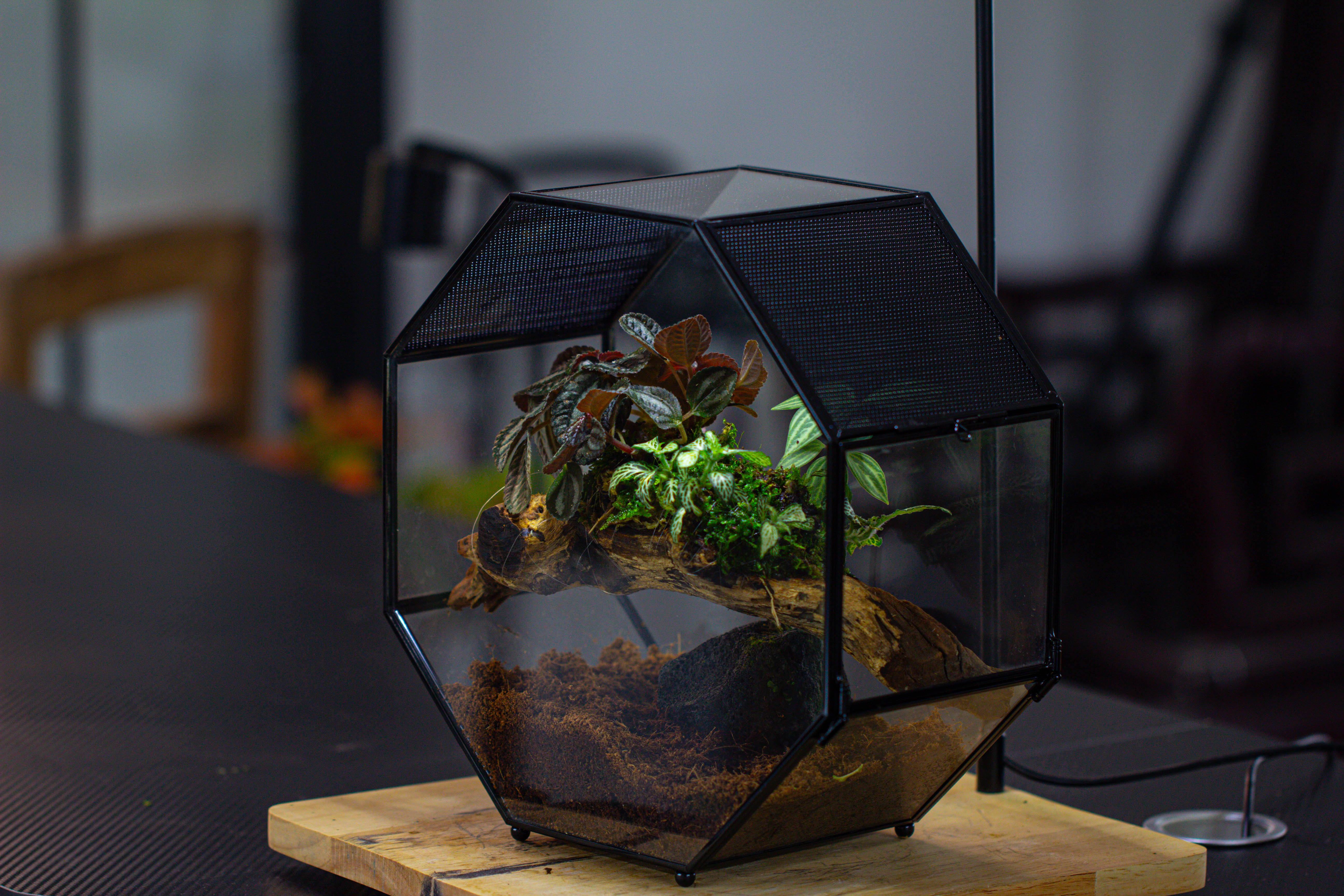 Handmade Octagon Glass Geometric Terrarium with Side Vent, Spider Terrarium, Jumping Spider/Snail Terrarium, Jumping Spider Enclosure - NCYPgarden