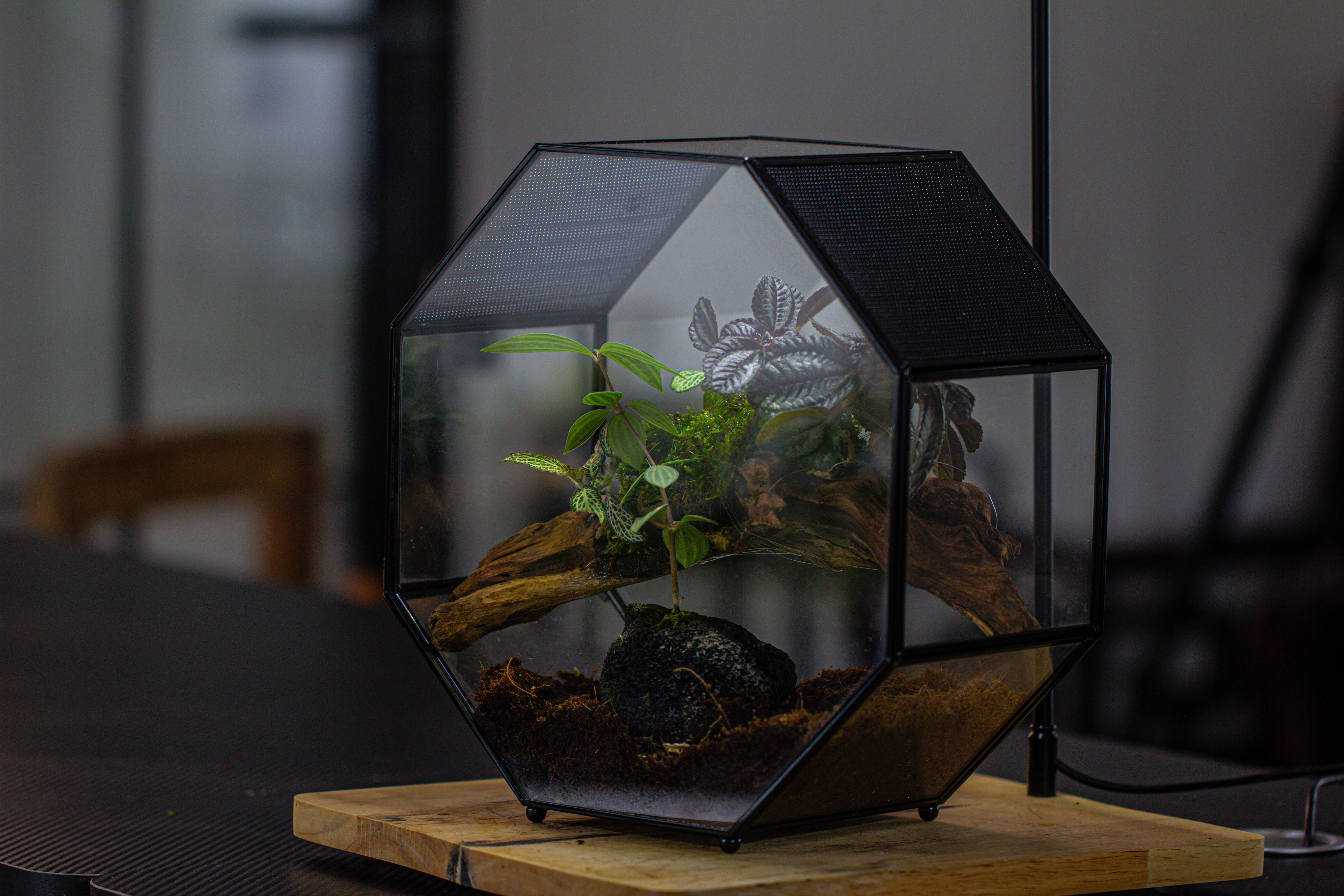Handmade Octagon Glass Geometric Terrarium with Side Vent, Spider Terrarium, Jumping Spider/Snail Terrarium, Jumping Spider Enclosure - NCYPgarden