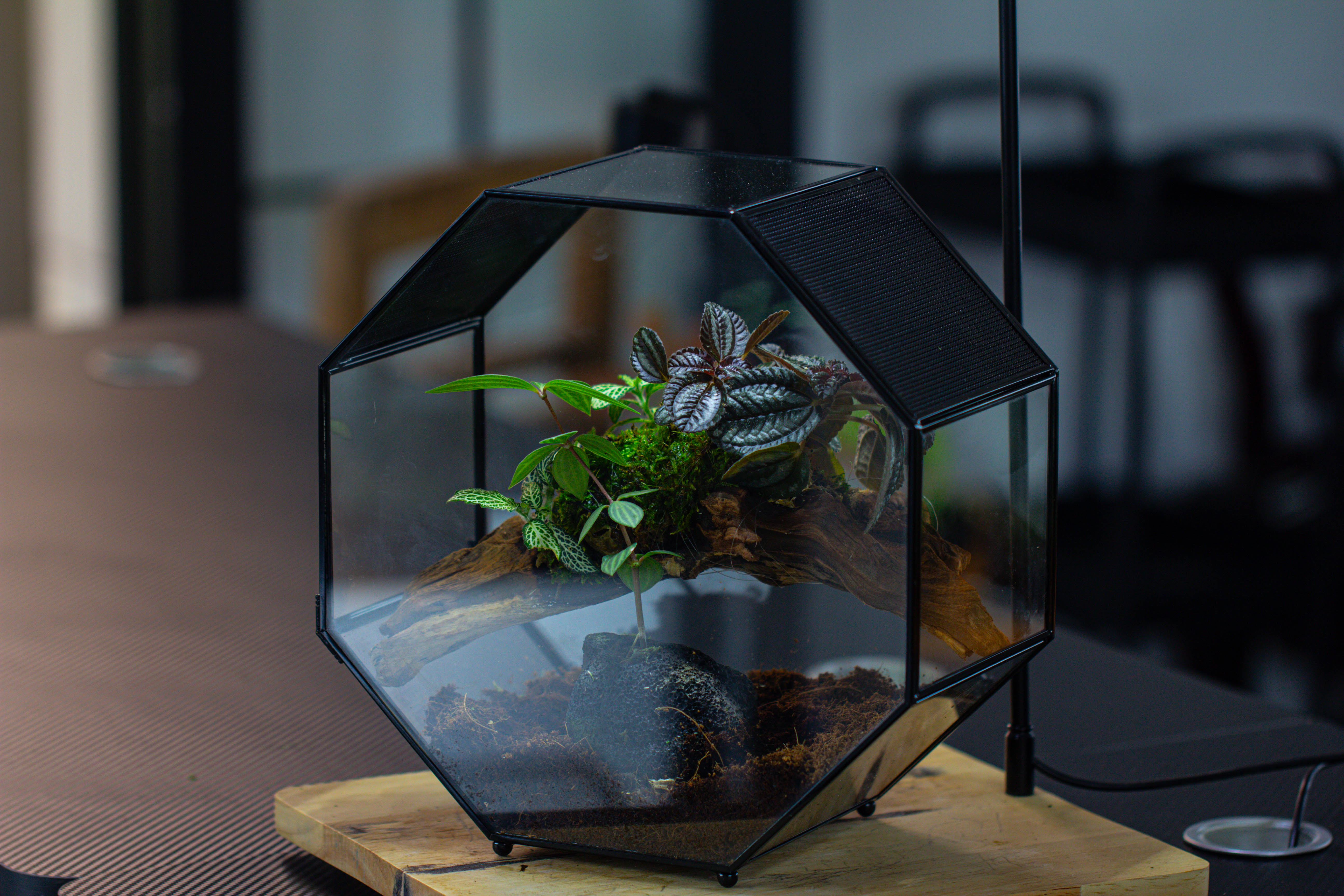 Handmade Octagon Glass Geometric Terrarium with Side Vent, Spider Terrarium, Jumping Spider/Snail Terrarium, Jumping Spider Enclosure - NCYPgarden