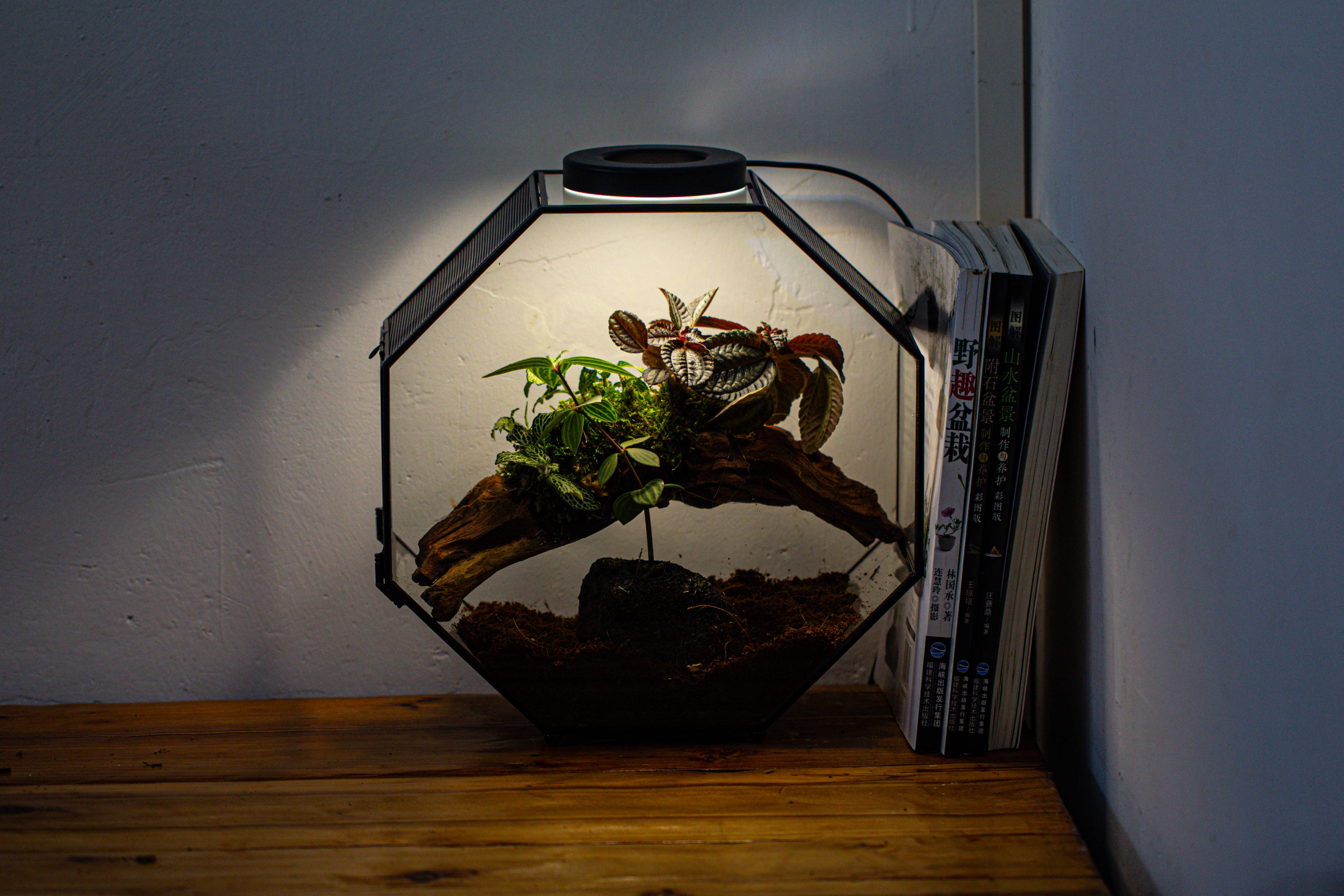 Handmade Octagon Glass Geometric Terrarium with Side Vent, Spider Terrarium, Jumping Spider/Snail Terrarium, Jumping Spider Enclosure - NCYPgarden