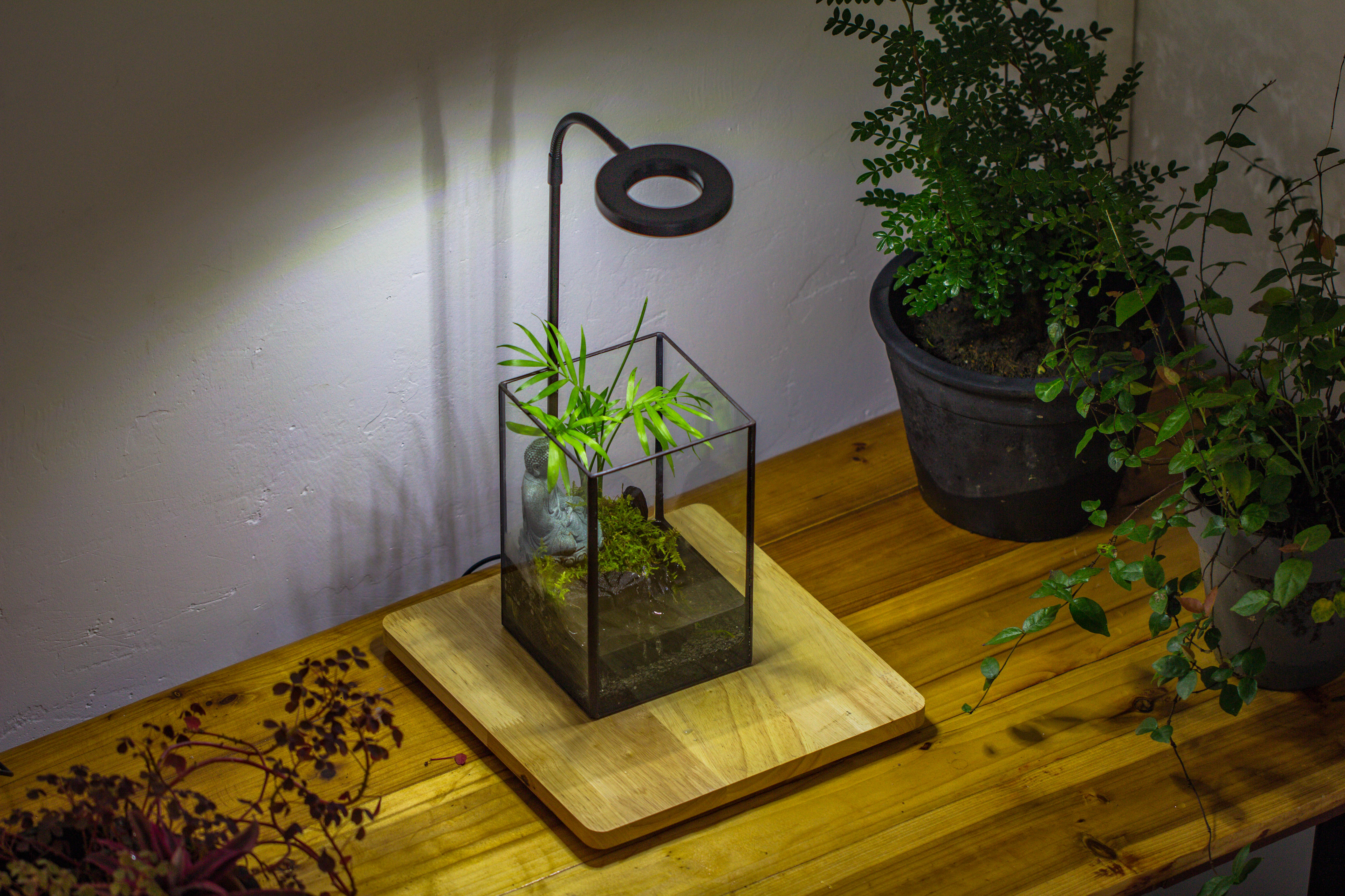 NCYP Watertight Open Geometric Glass Tin Terrarium, for small waterpond, Bog, moss landscape, Water pond, Carnivorous Plants - NCYPgarden