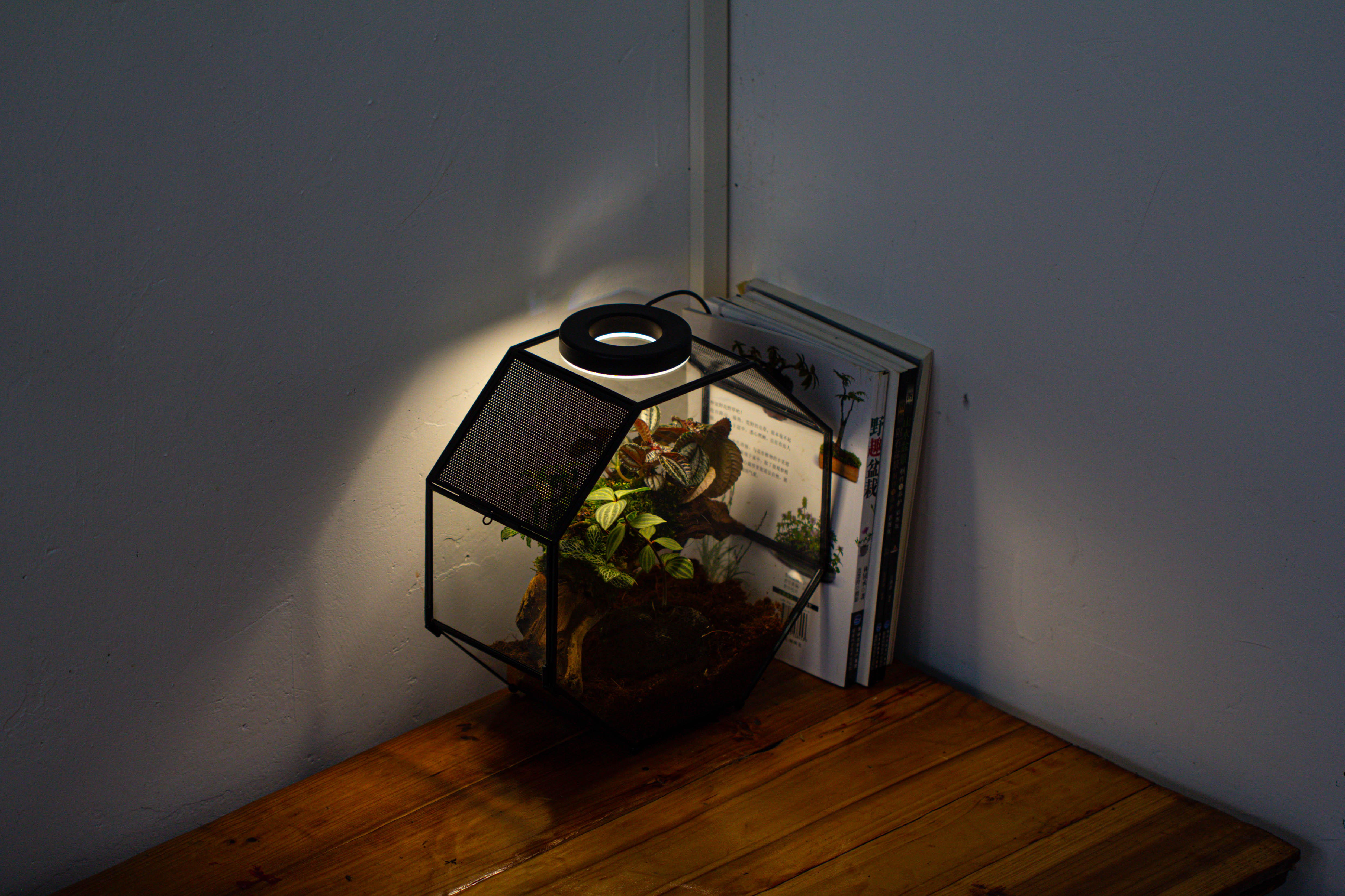 Handmade Octagon Glass Geometric Terrarium with Side Vent, Spider Terrarium, Jumping Spider/Snail Terrarium, Jumping Spider Enclosure - NCYPgarden