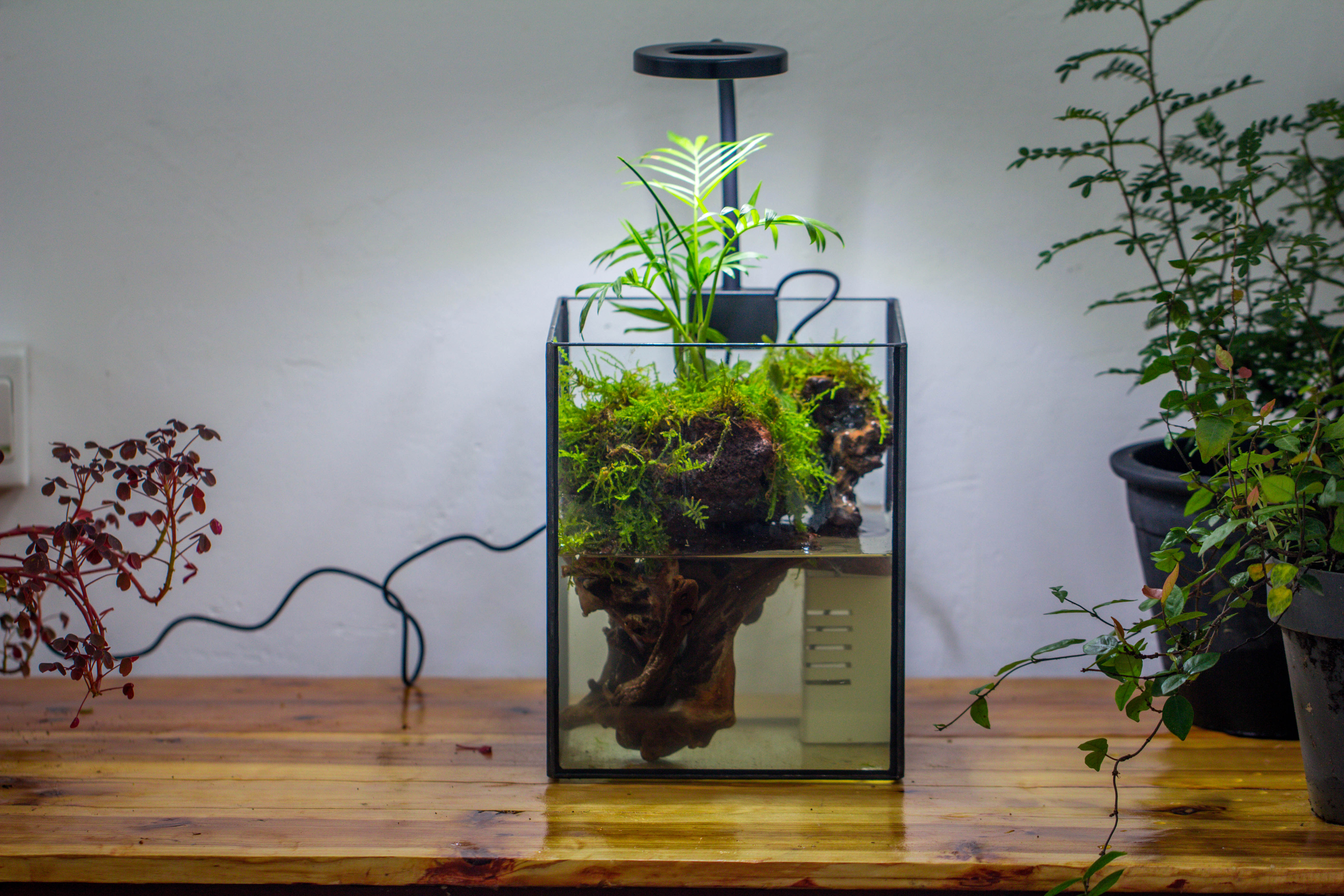 NCYP Watertight Open Geometric Glass Tin Terrarium, for small waterpond, Bog, moss landscape, Water pond, Carnivorous Plants - NCYPgarden