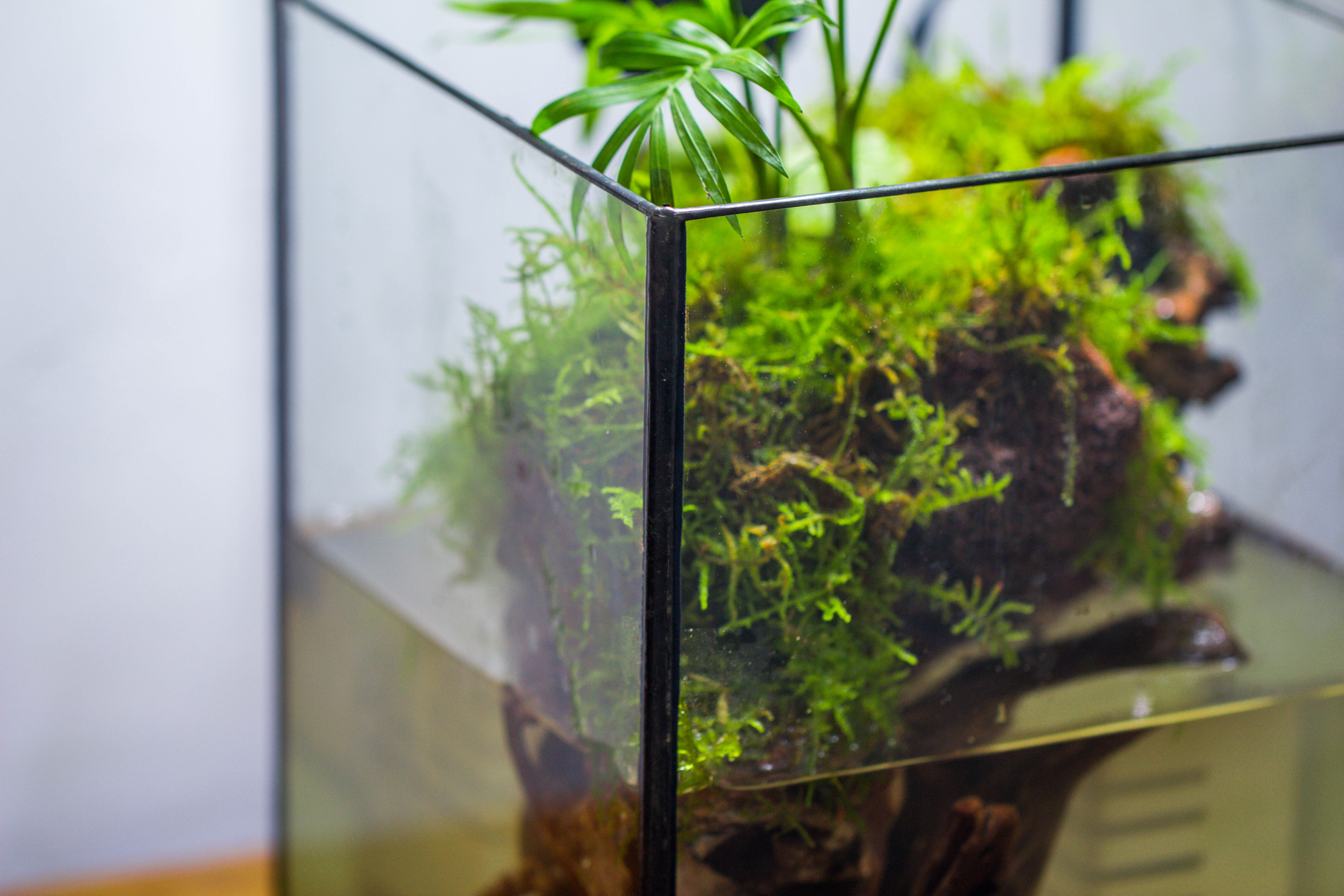 NCYP Watertight Open Geometric Glass Tin Terrarium, for small waterpond, Bog, moss landscape, Water pond, Carnivorous Plants - NCYPgarden