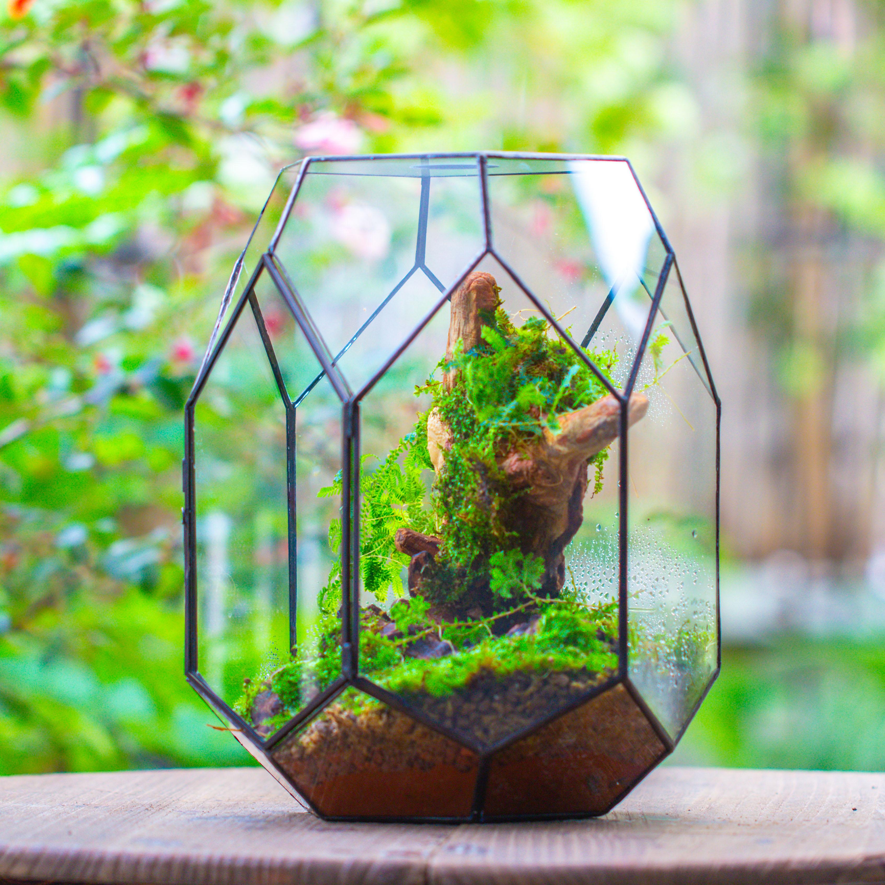 11.7" tall, 9.7" wide Super Large Flat Top with Vent Hole Close Geometric Glass Terrarium