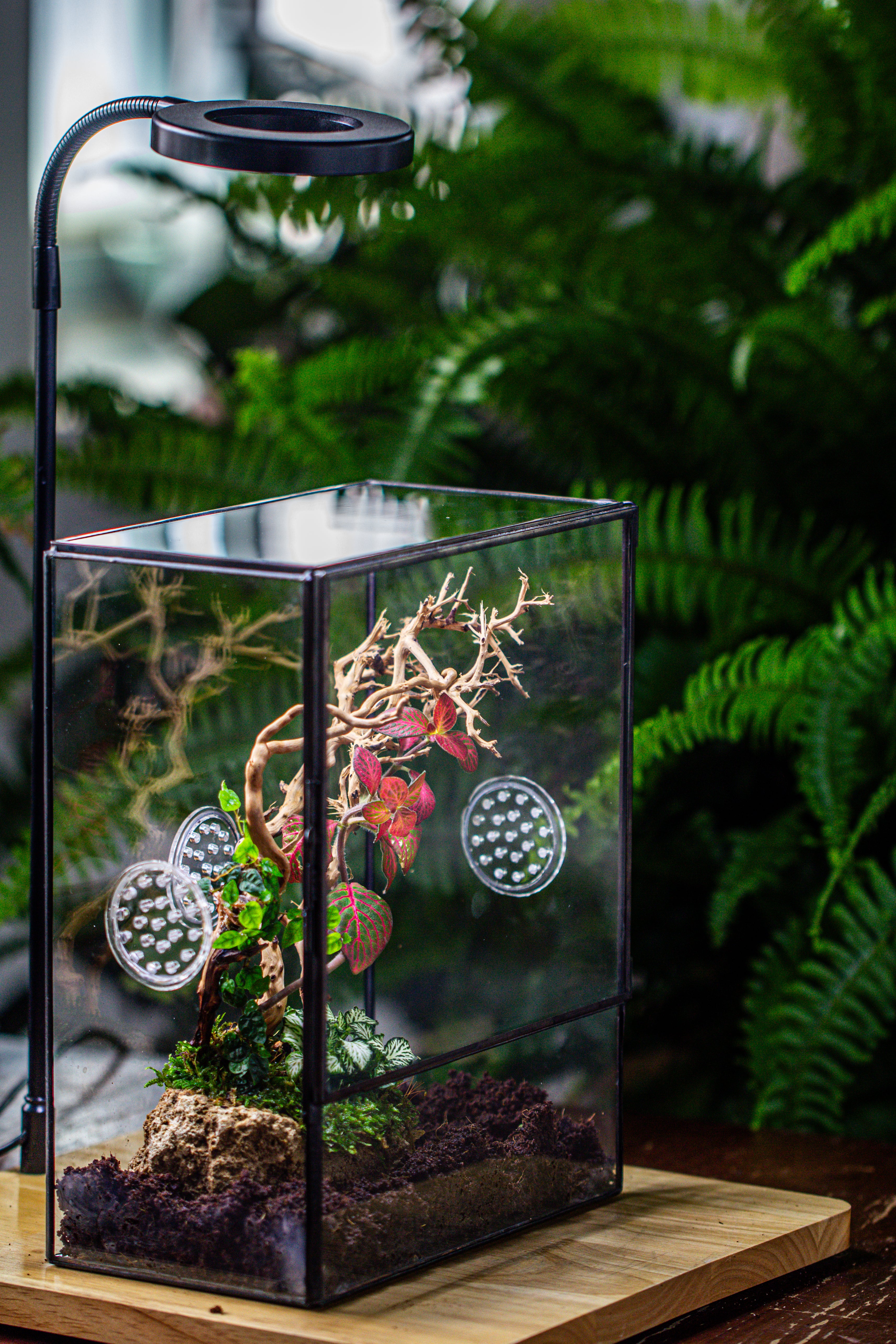 Close Geometric Glass Tin Terrarium with 3 Vents , 8x10" with side door, for insects, snail , spider, micro landscape - NCYPgarden