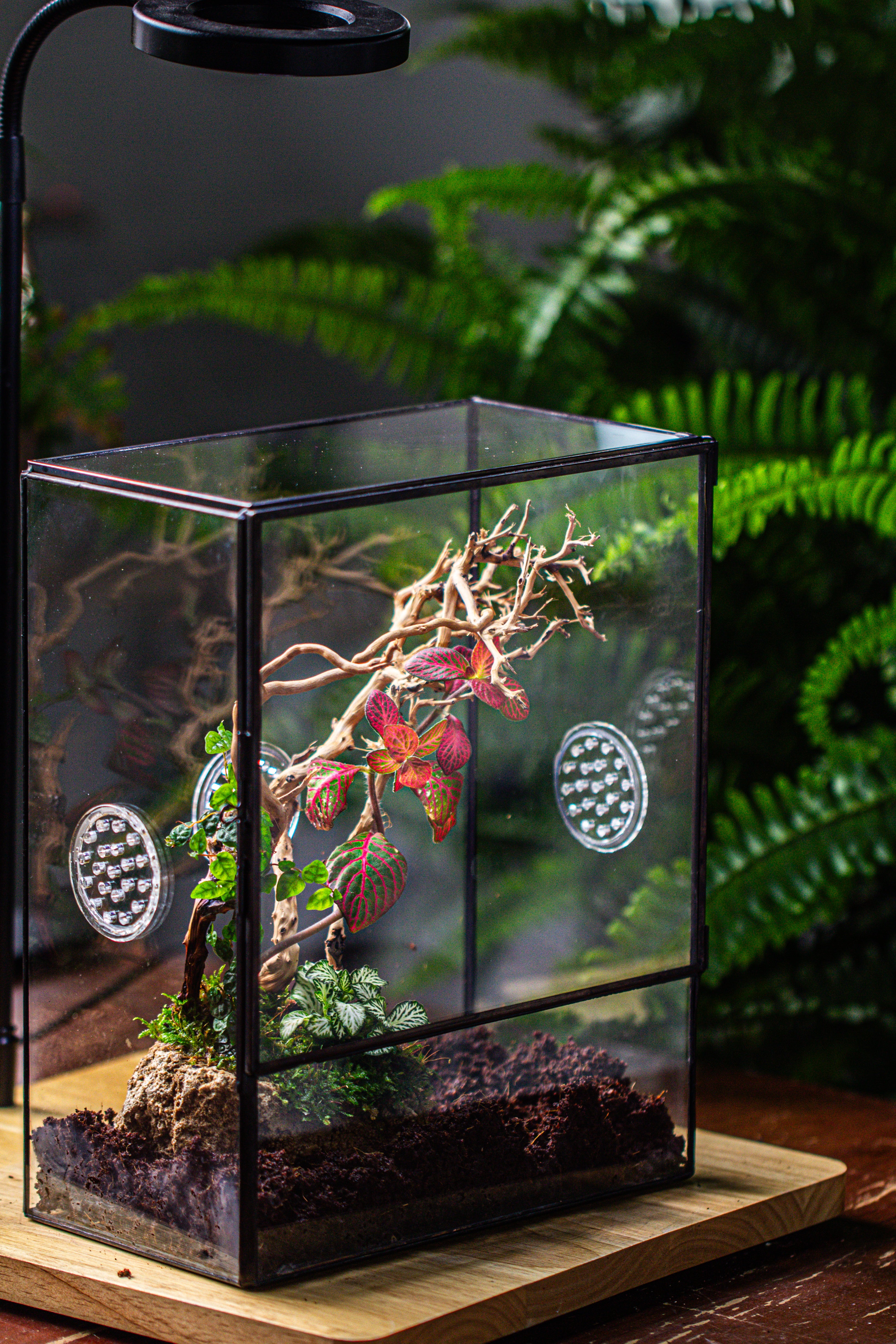 Close Geometric Glass Tin Terrarium with 3 Vents , 8x10" with side door, for insects, snail , spider, micro landscape - NCYPgarden