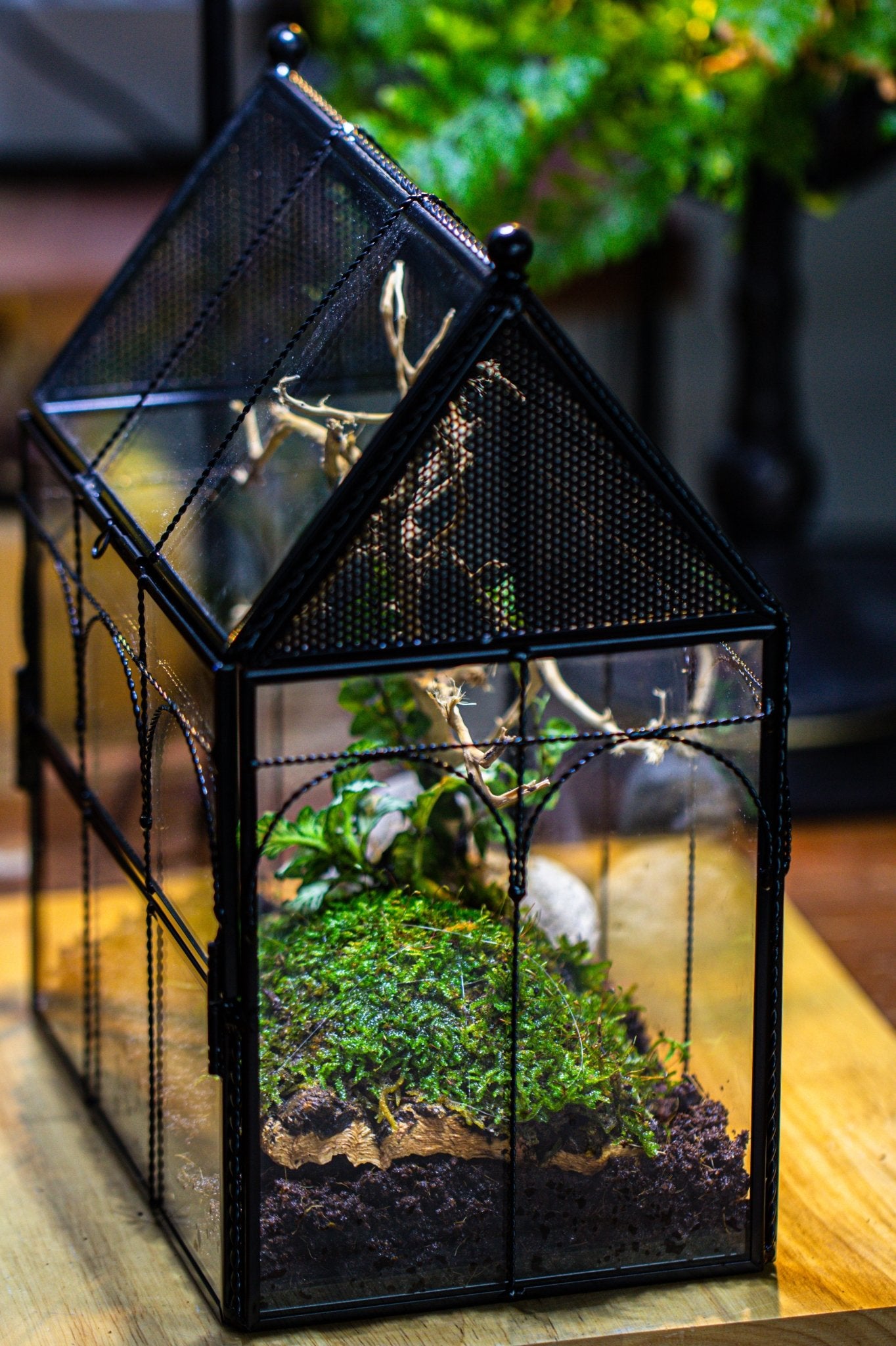 NCYP Vintage House Shape Glass Geometric Terrarium, with side door, with Mesh vent holes for small Insects Pet - NCYPgarden