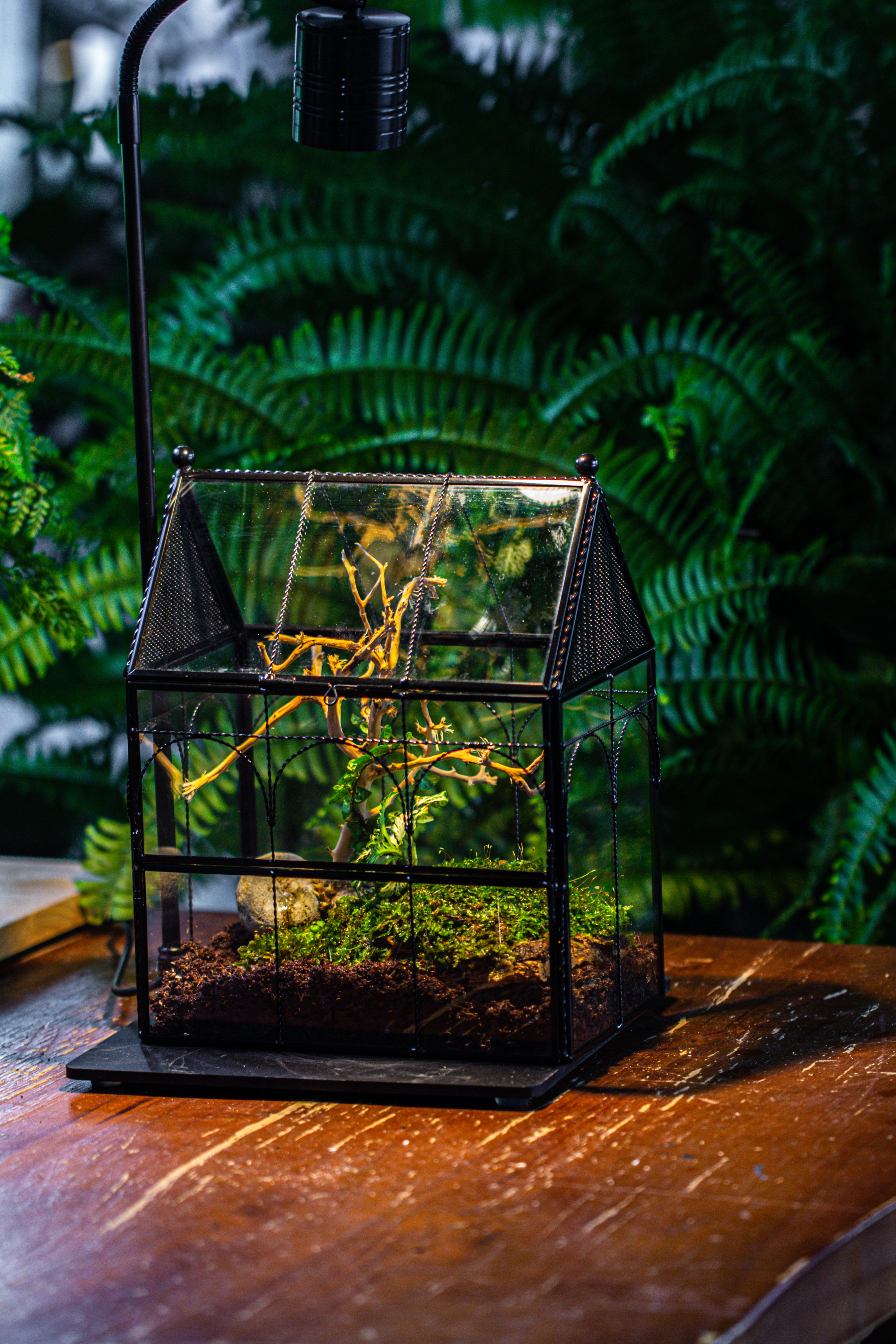 Handmade Twisted Wire House Shape Glass Geometric Terrarium with LED Light Set, Snail Jumping Spider Enclosure, Insect Container Set - NCYPgarden