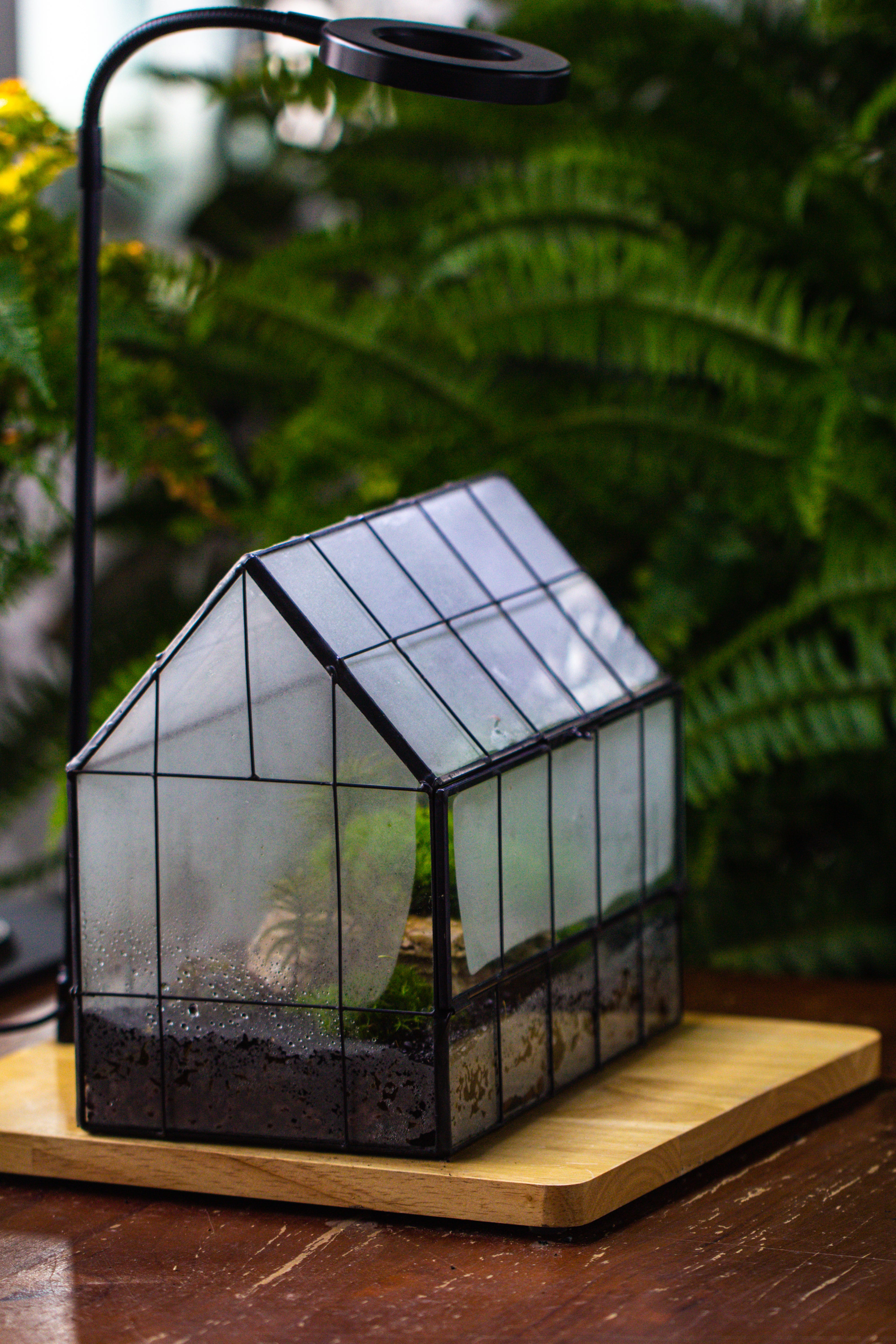 Handmade Glass Terrarium with LED Grow Light Set, Side Door Closed Geometric GreenHouse with Base and Light Set - NCYPgarden