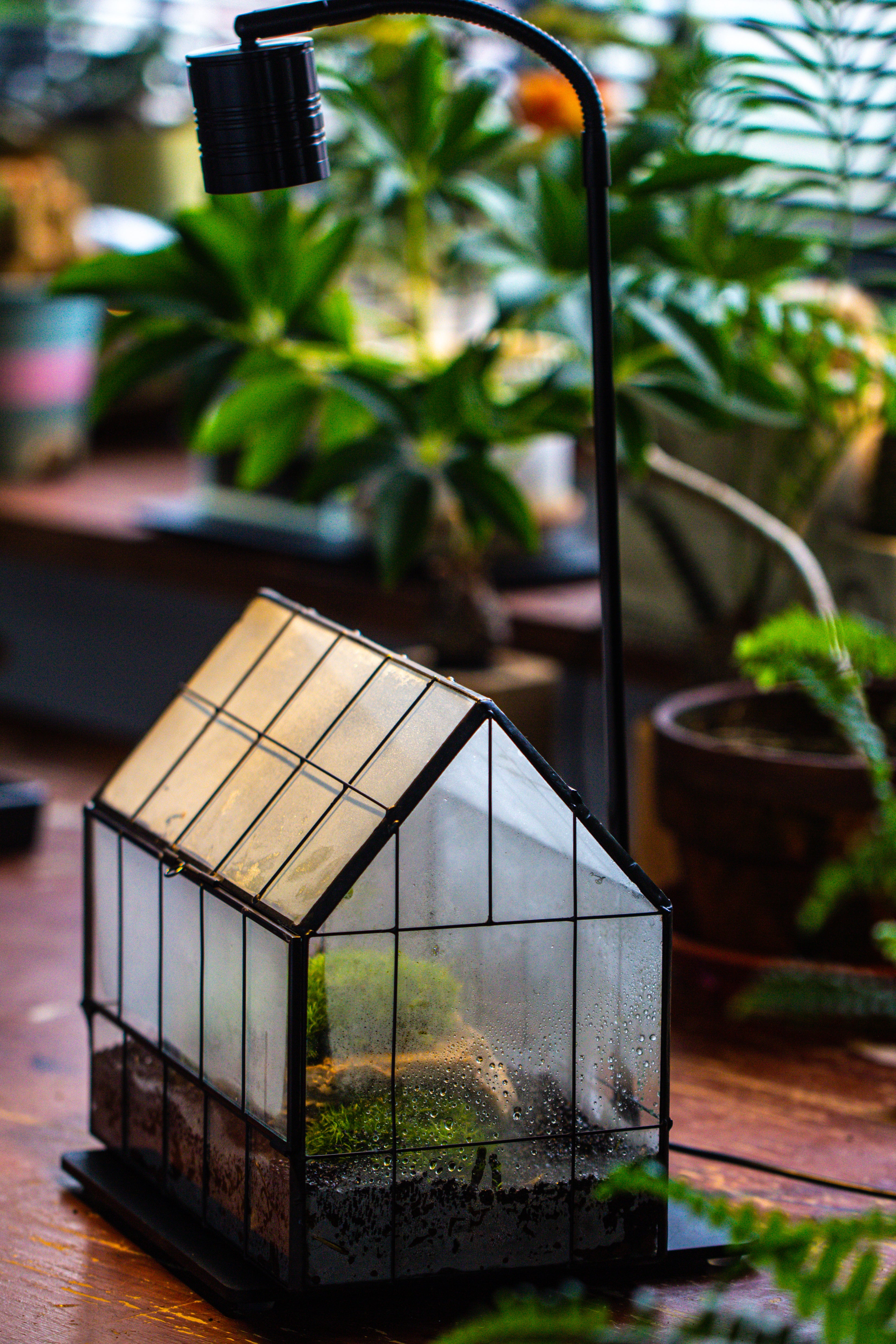 Handmade Glass Terrarium with LED Grow Light Set, Side Door Closed Geometric GreenHouse with Base and Light Set - NCYPgarden
