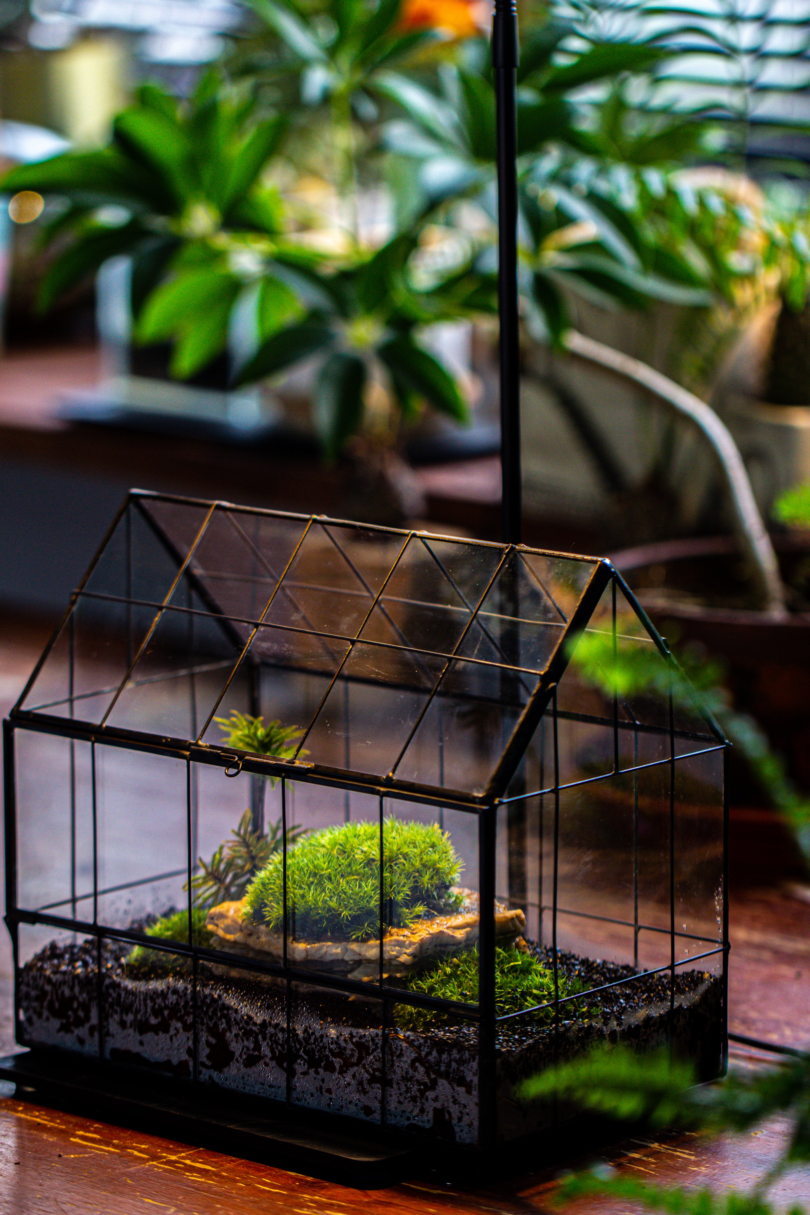 Handmade Glass Terrarium with LED Grow Light Set - NCYPgarden