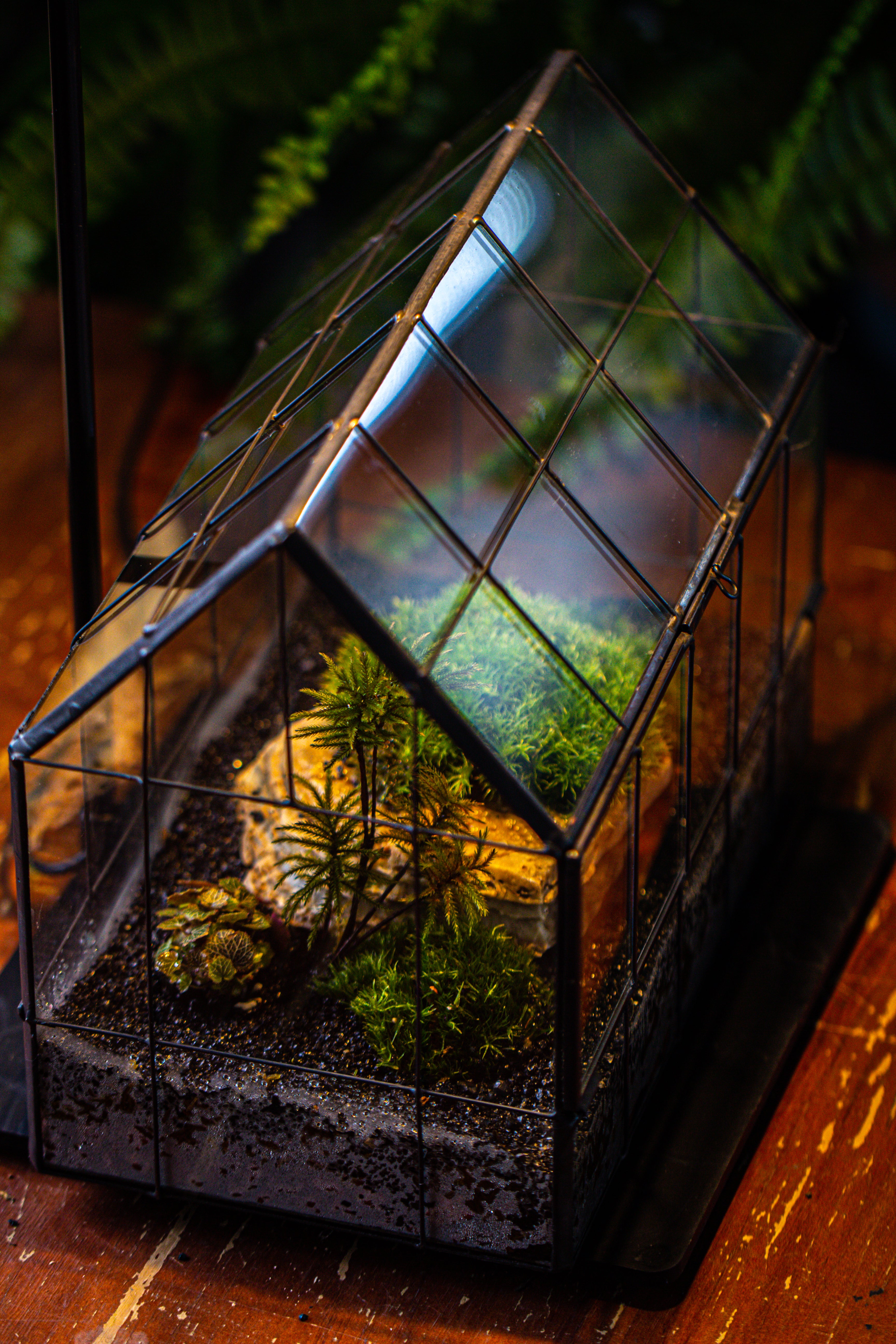 Handmade Glass Terrarium with LED Grow Light Set - NCYPgarden