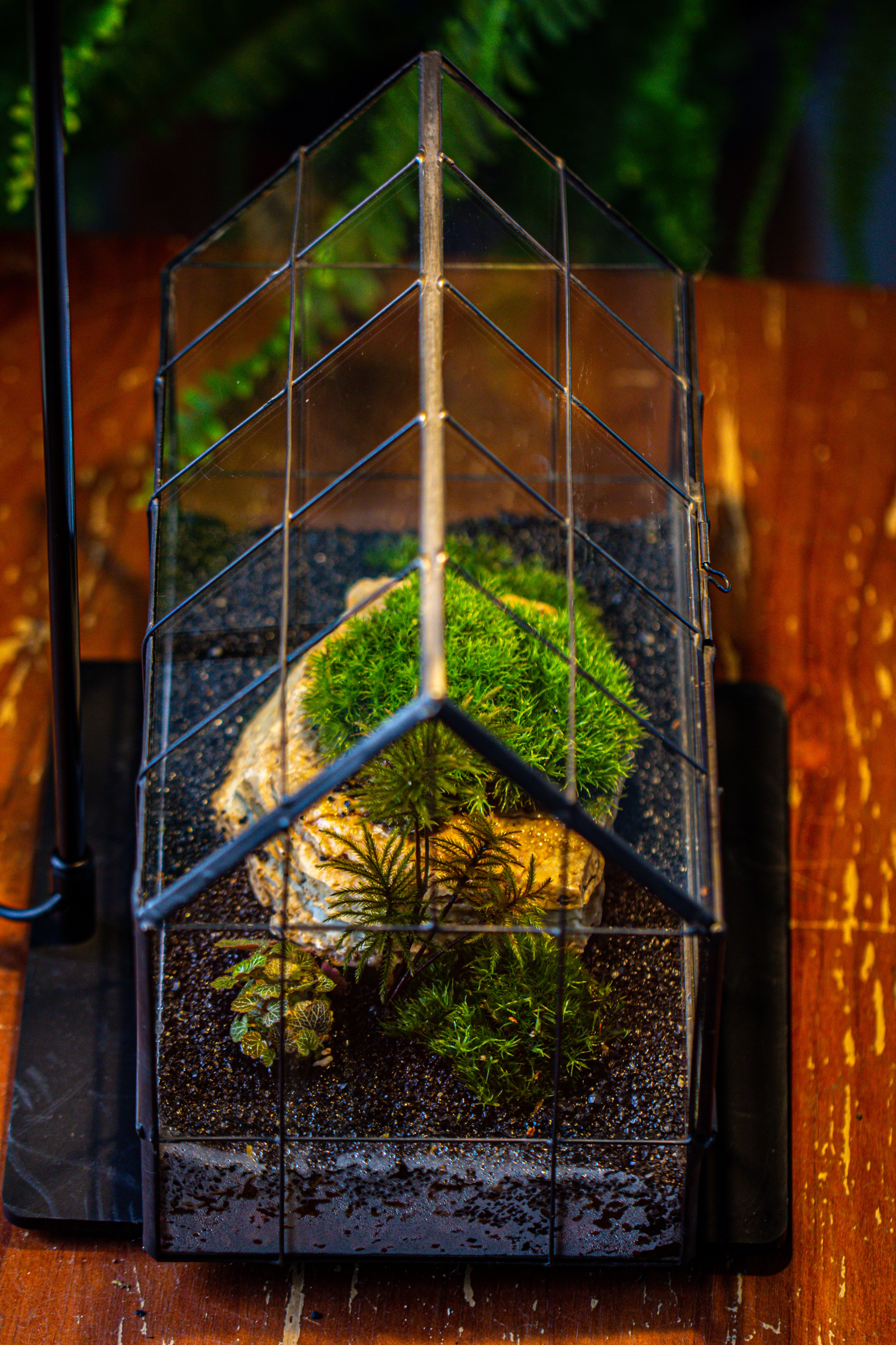 Handmade Glass Terrarium with LED Grow Light Set, Side Door Closed Geometric GreenHouse with Base and Light Set - NCYPgarden