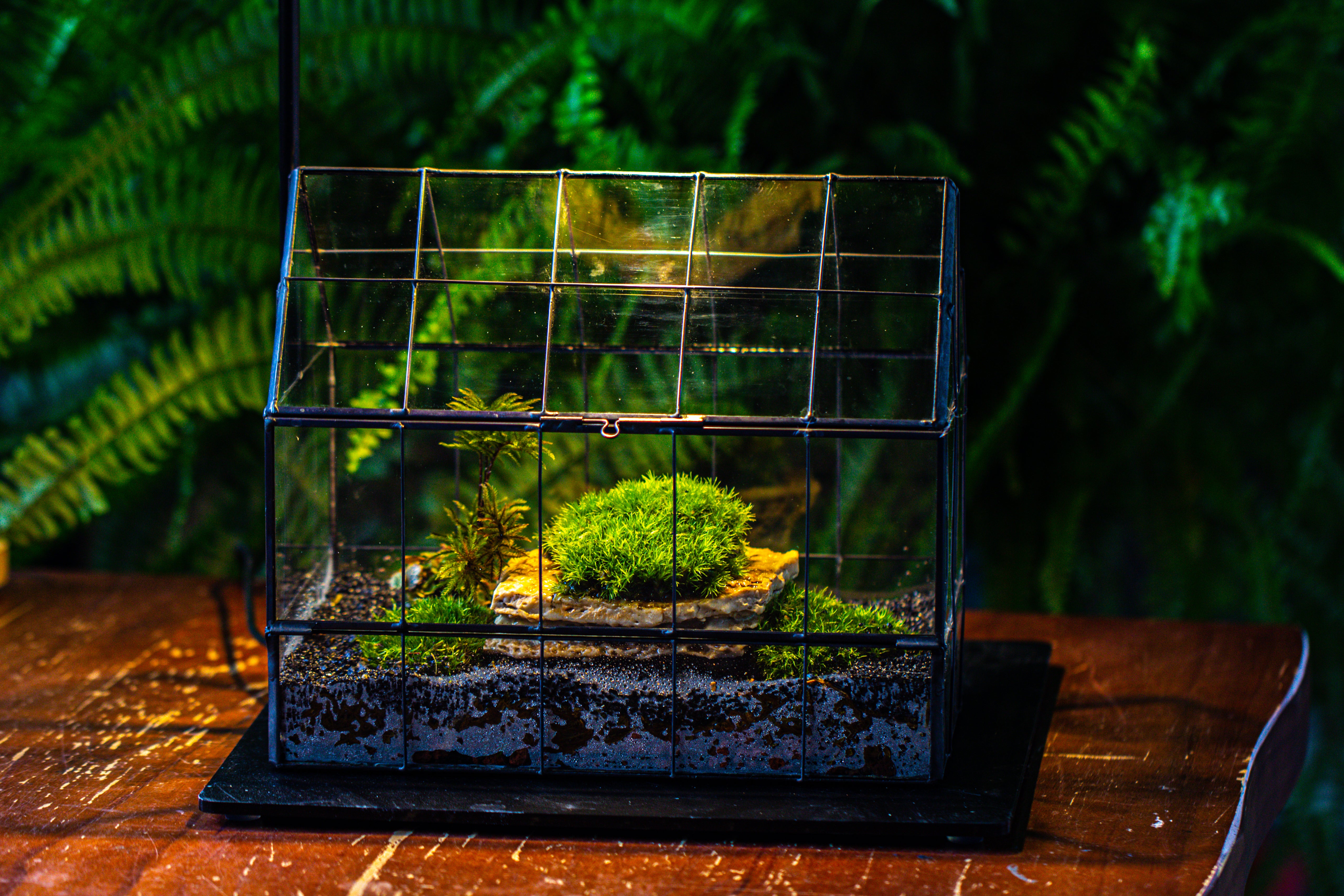 Handmade Glass Terrarium with LED Grow Light Set - NCYPgarden
