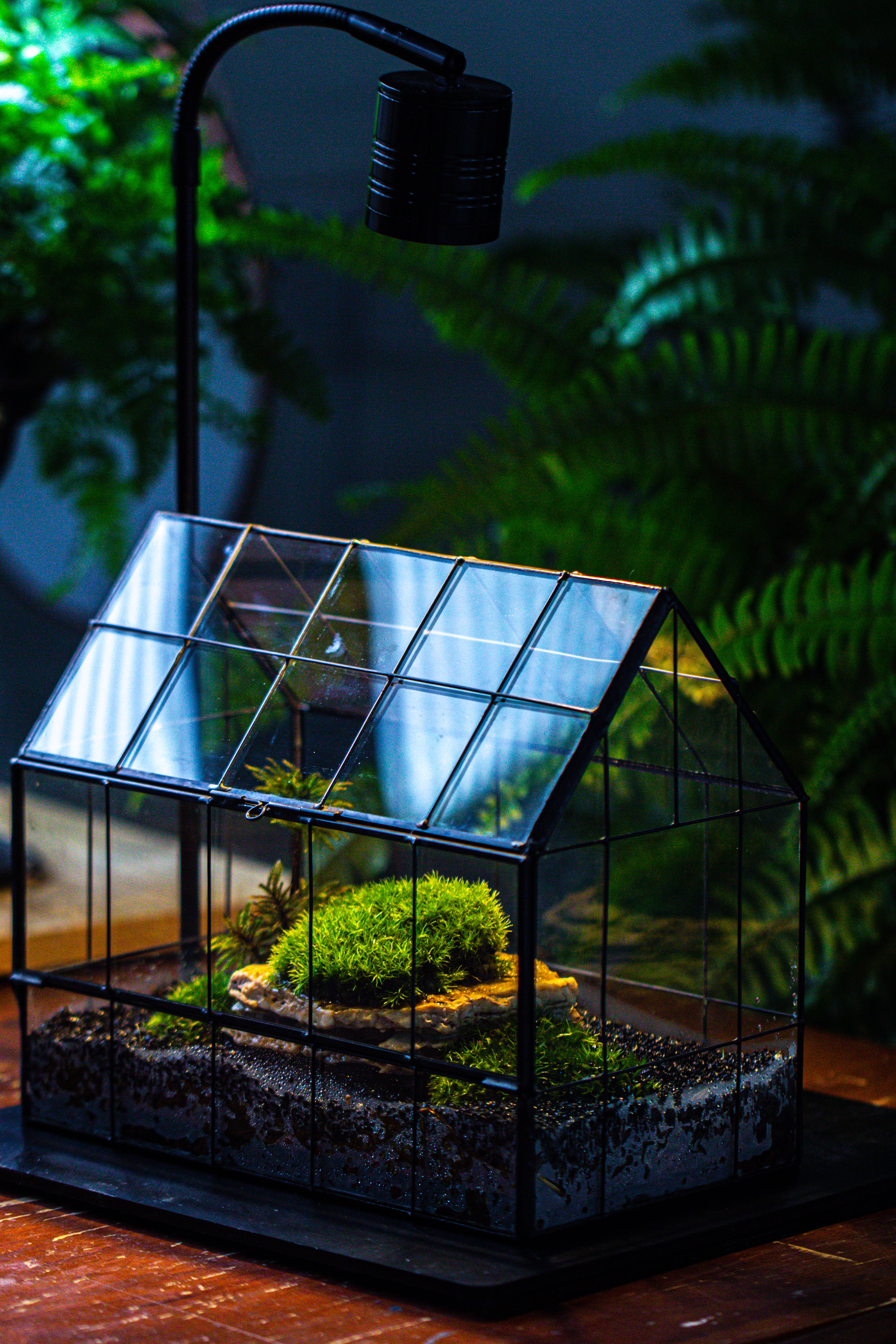Handmade Glass Terrarium with LED Grow Light Set - NCYPgarden