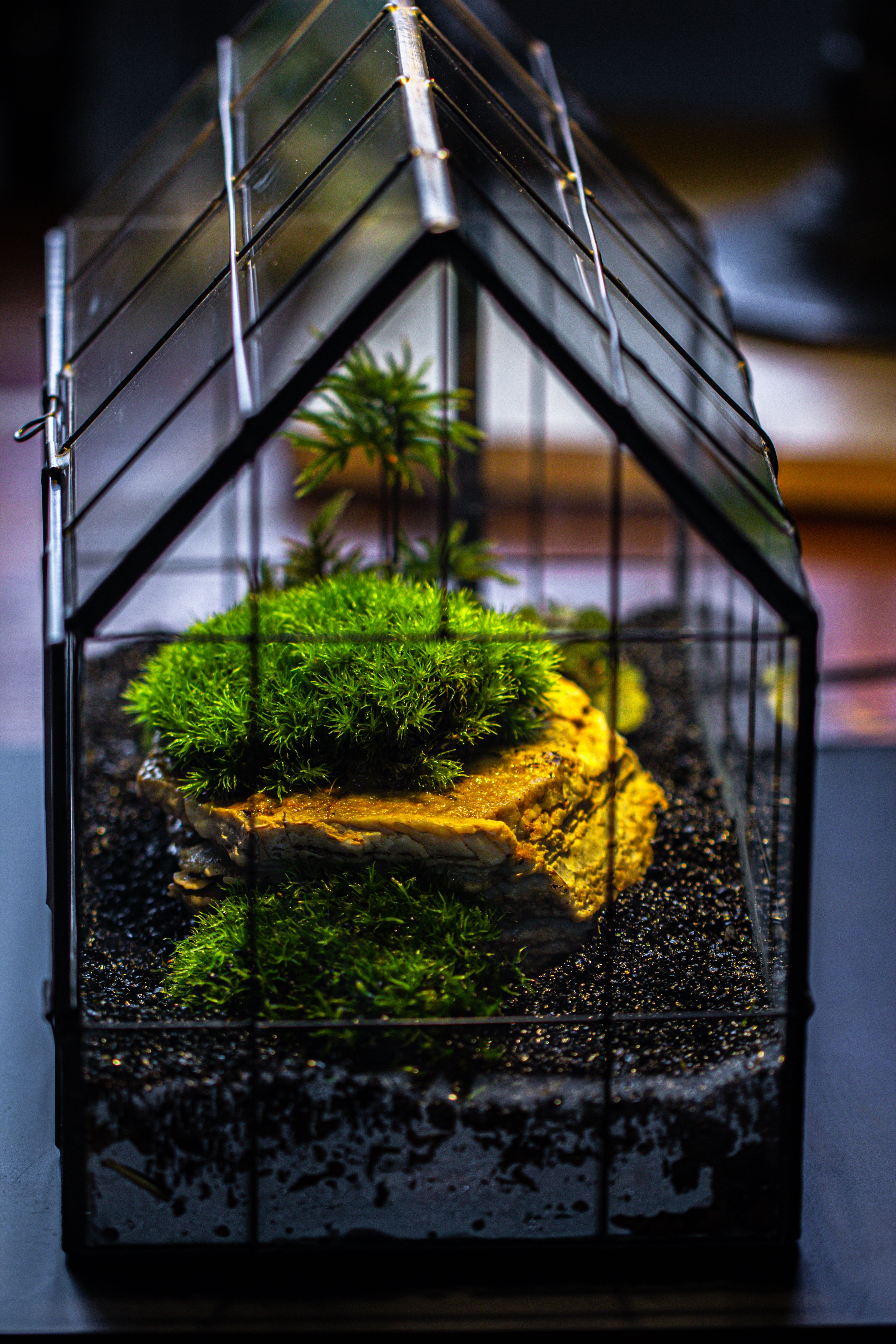 Handmade Glass Terrarium with LED Grow Light Set, Side Door Closed Geometric GreenHouse with Base and Light Set - NCYPgarden