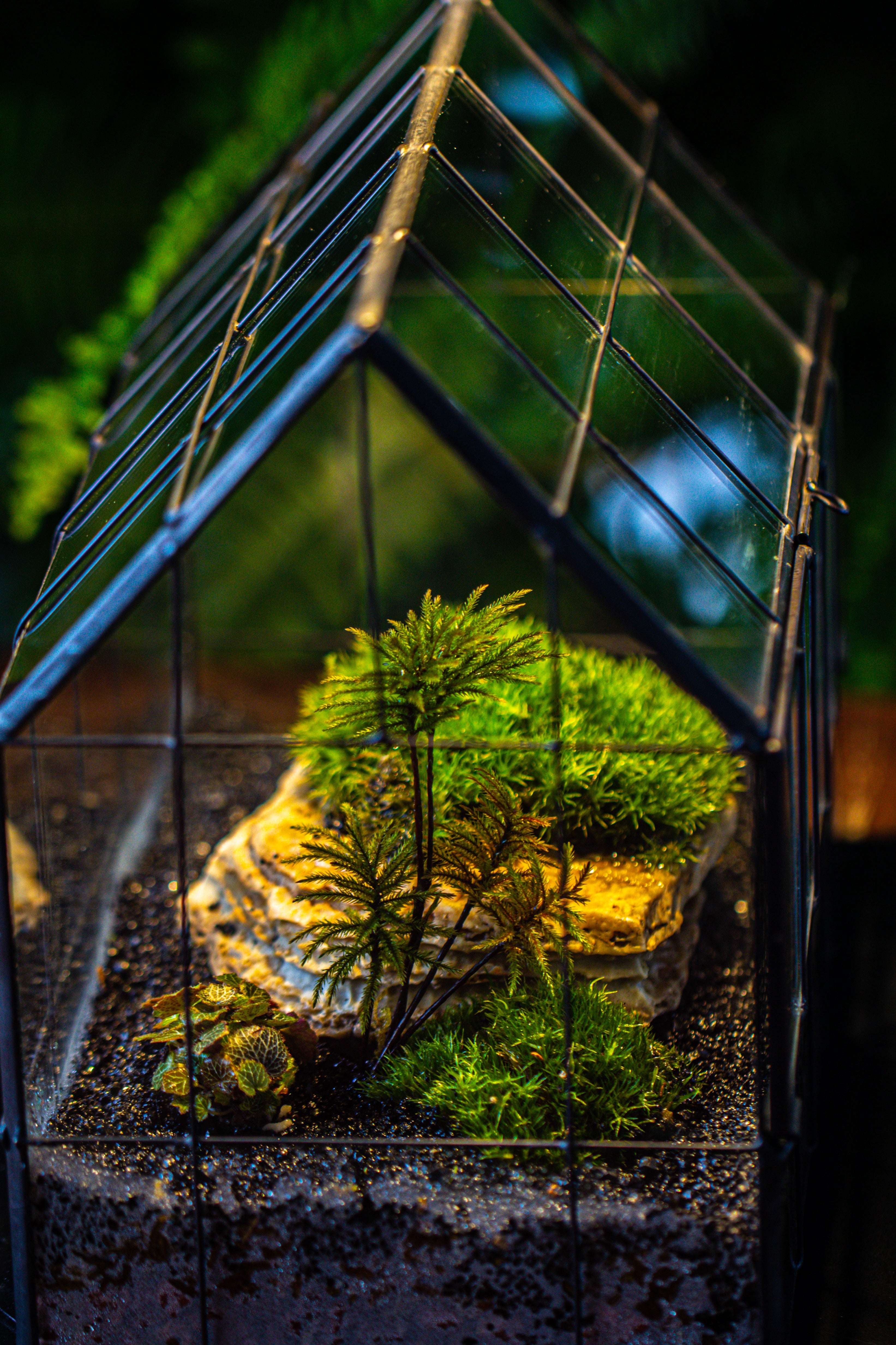 Handmade Glass Terrarium with LED Grow Light Set - NCYPgarden