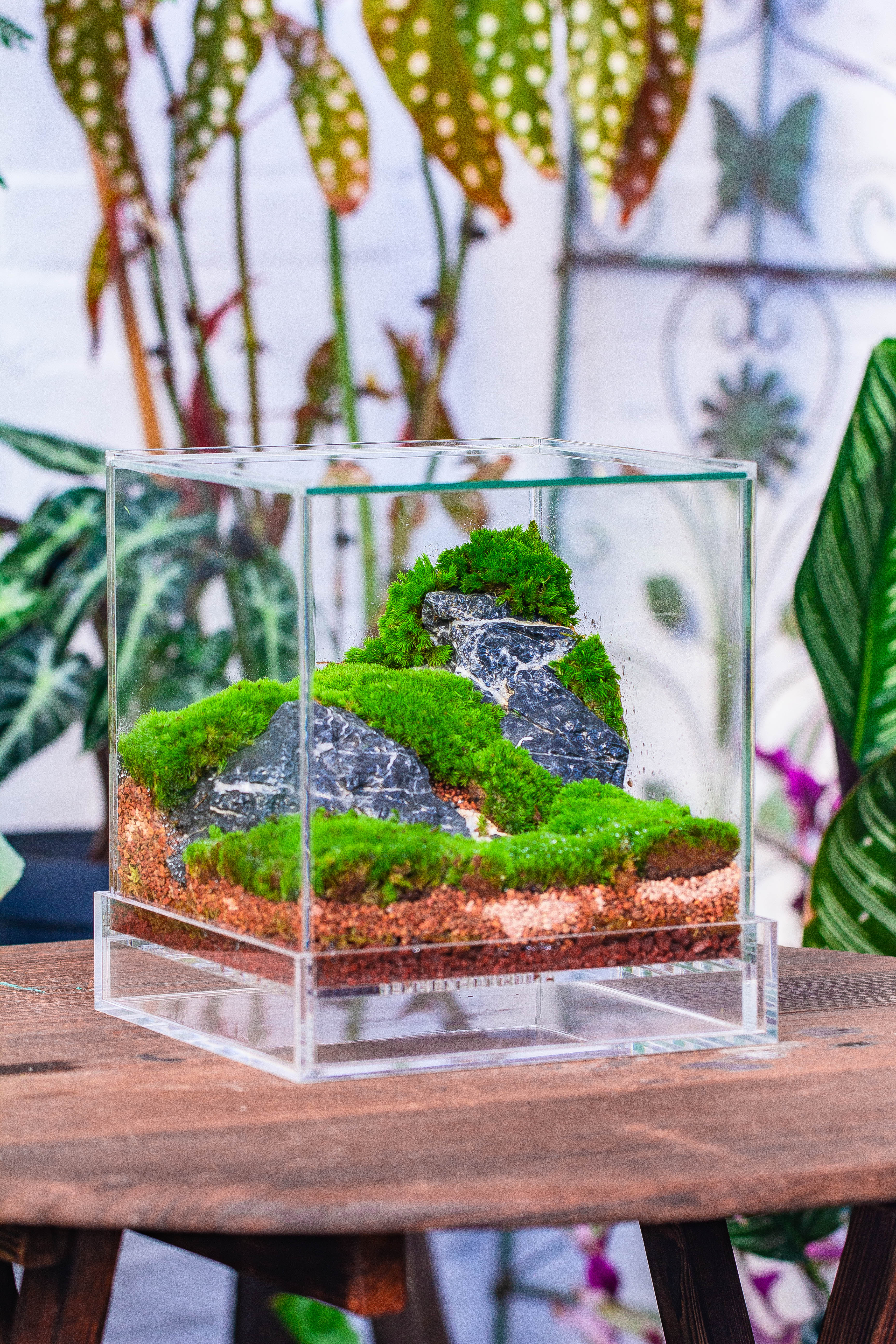 NCYP Acrylic Close terrarium with drainage bottom, suits for Fly Trap, Pitcher Plants, Moss Ball, Nursery, Small tropical Plants - NCYPgarden