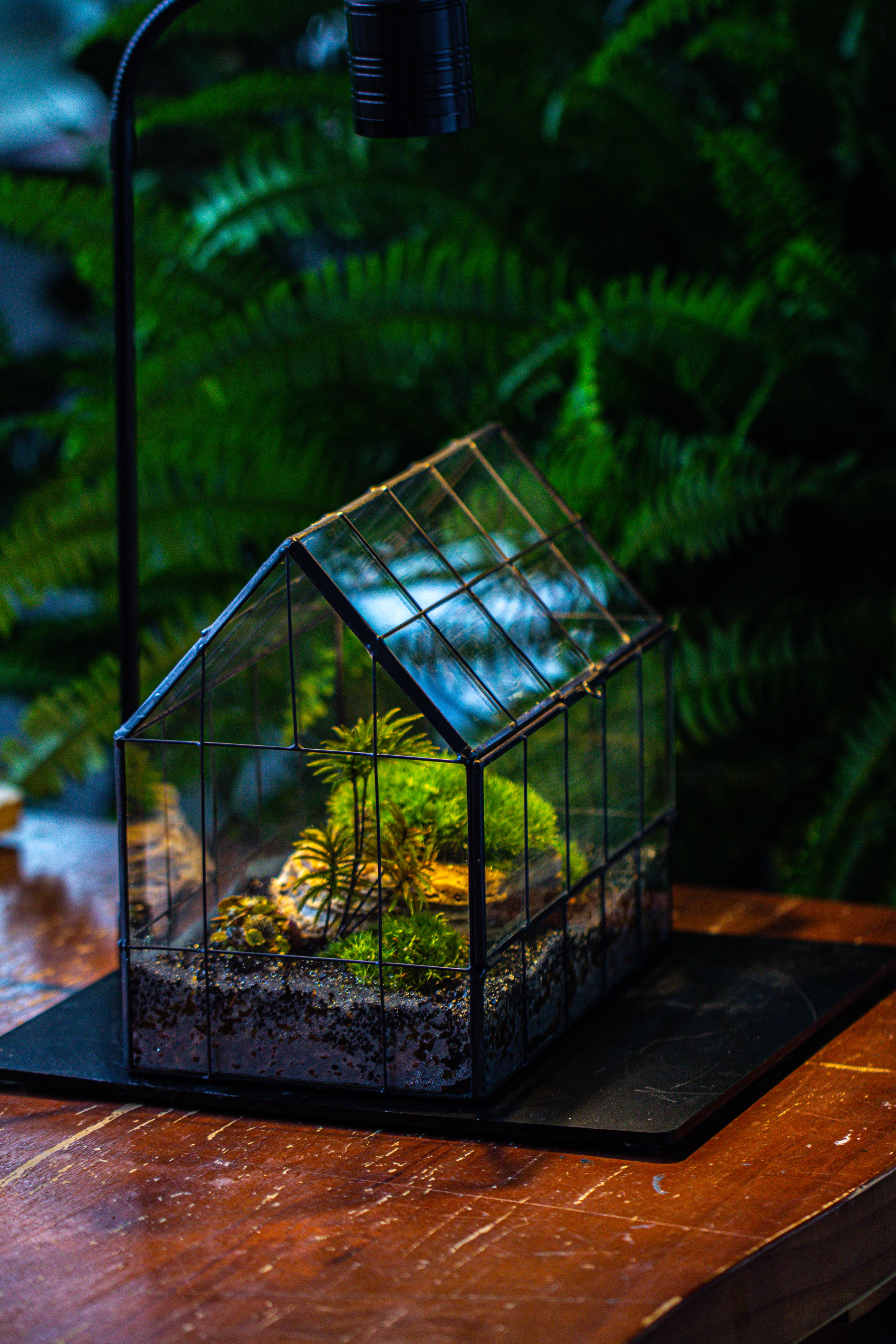 Handmade Glass Terrarium with LED Grow Light Set - NCYPgarden