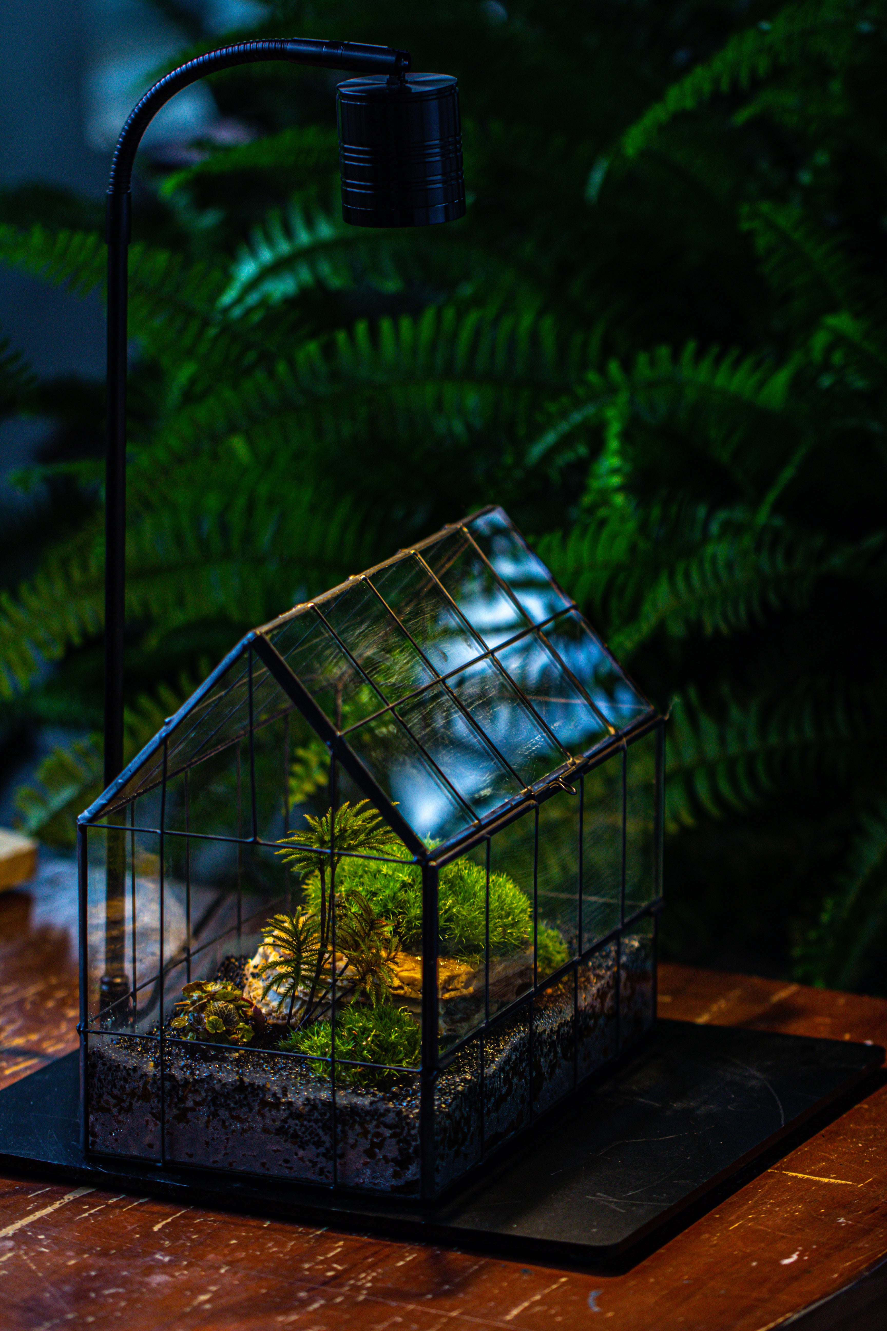 Handmade Glass Terrarium with LED Grow Light Set - NCYPgarden
