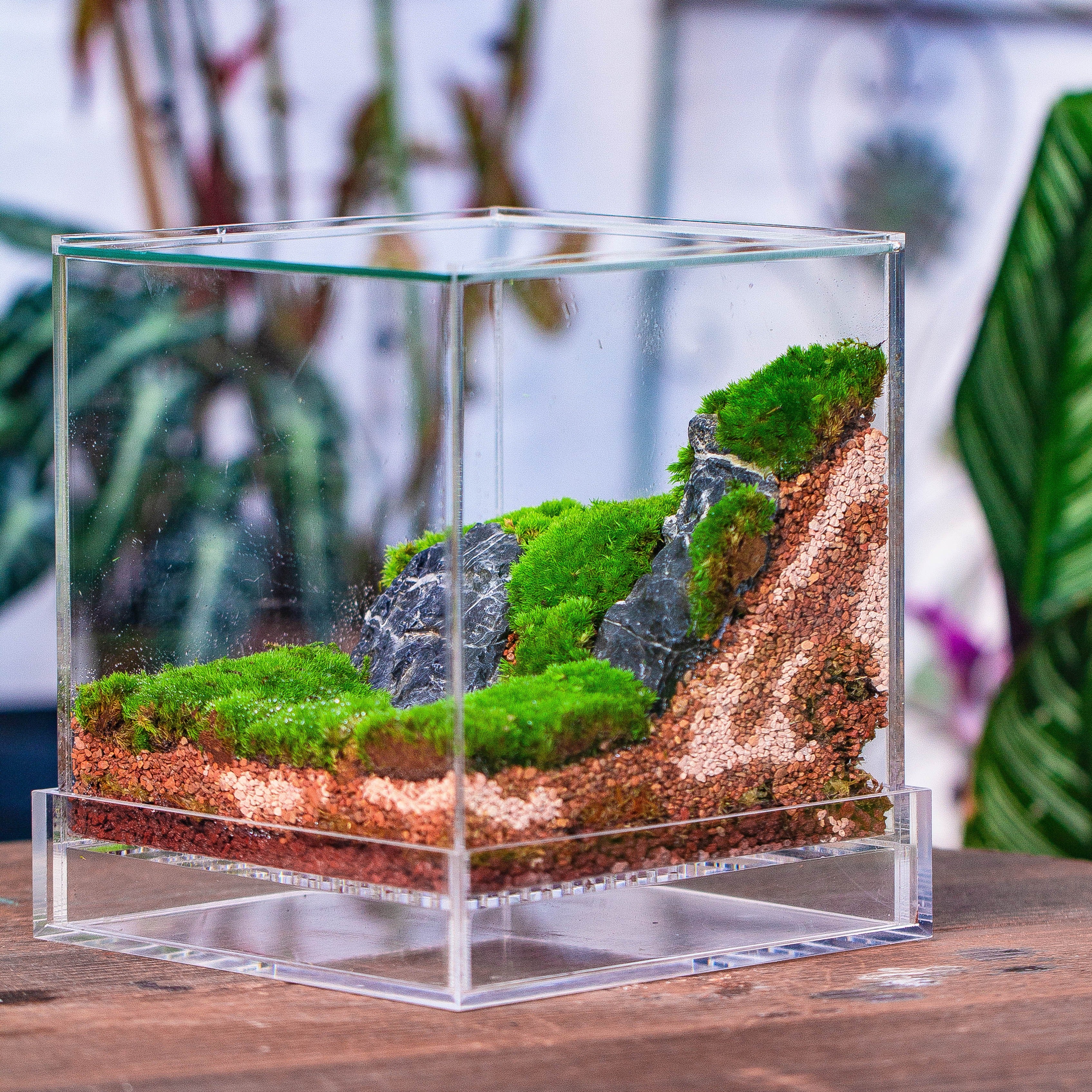 NCYP Acrylic Close terrarium with drainage bottom, suits for Fly Trap, Pitcher Plants, Moss Ball, Nursery, Small tropical Plants - NCYPgarden