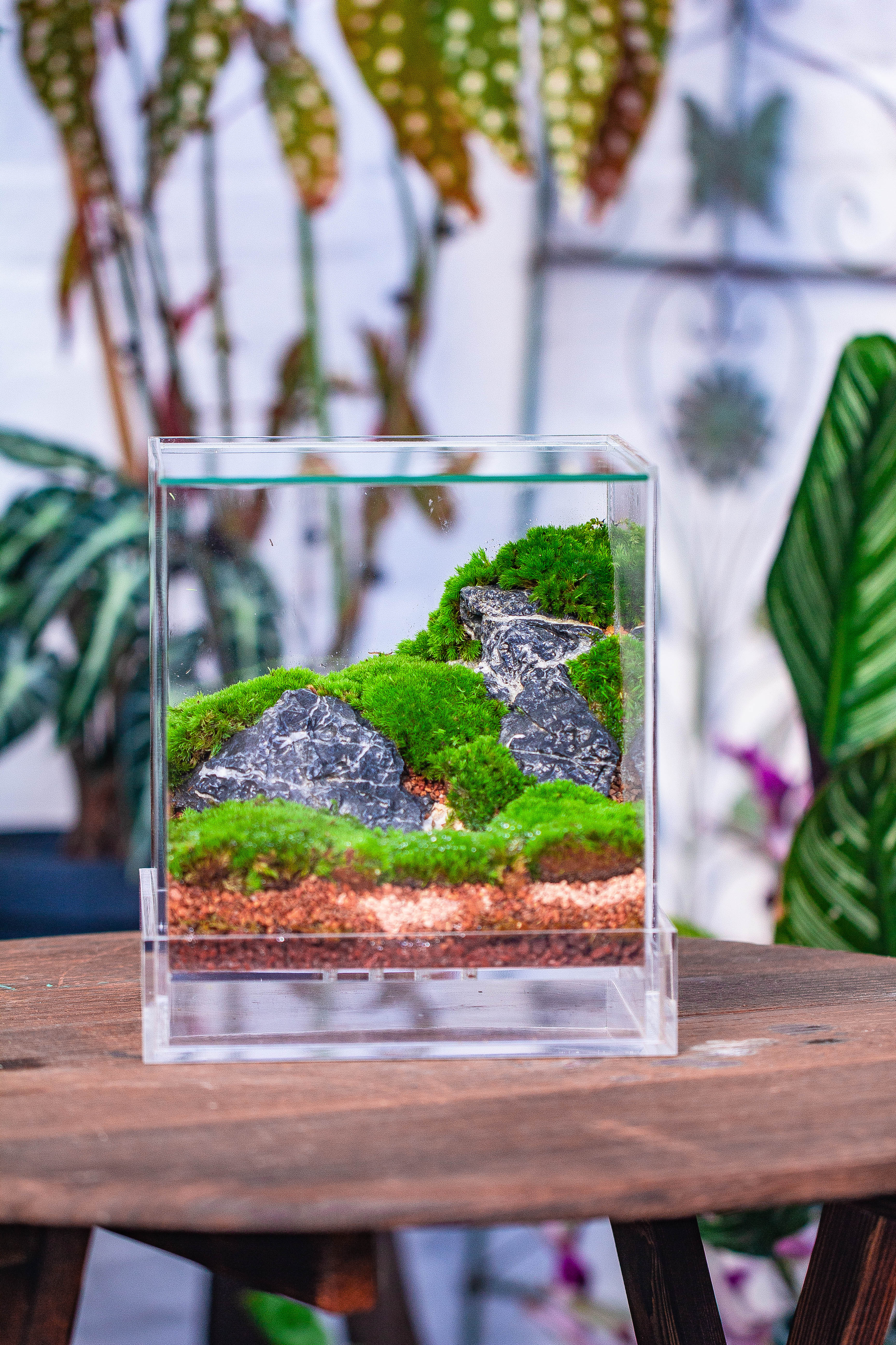 NCYP Acrylic Close terrarium with drainage bottom, suits for Fly Trap, Pitcher Plants, Moss Ball, Nursery, Small tropical Plants - NCYPgarden