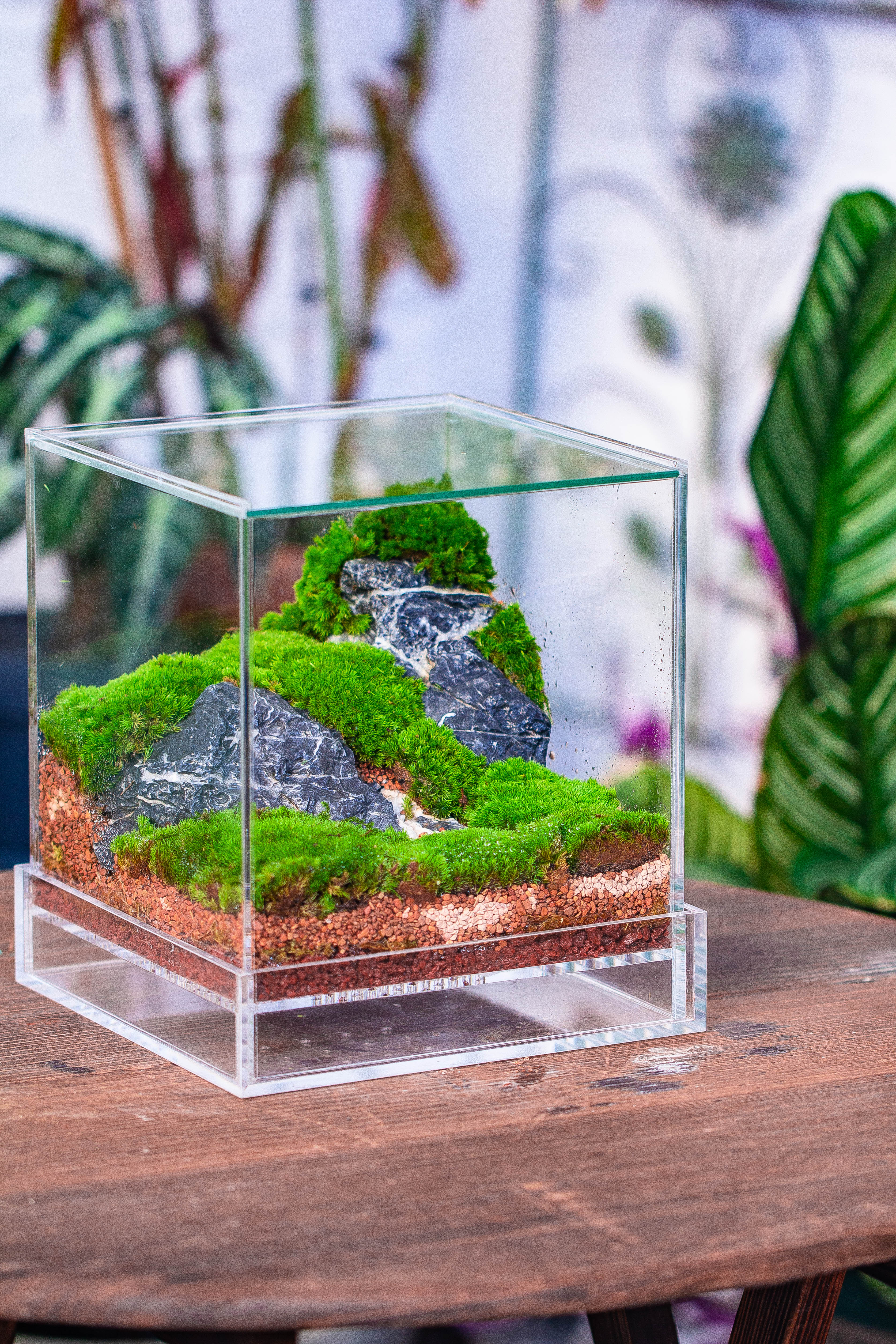 Dried sphagna Sphagni, 24L for DIY, terrarium building, microlandscape, Orchid, fern, vertical gardening - NCYPgarden