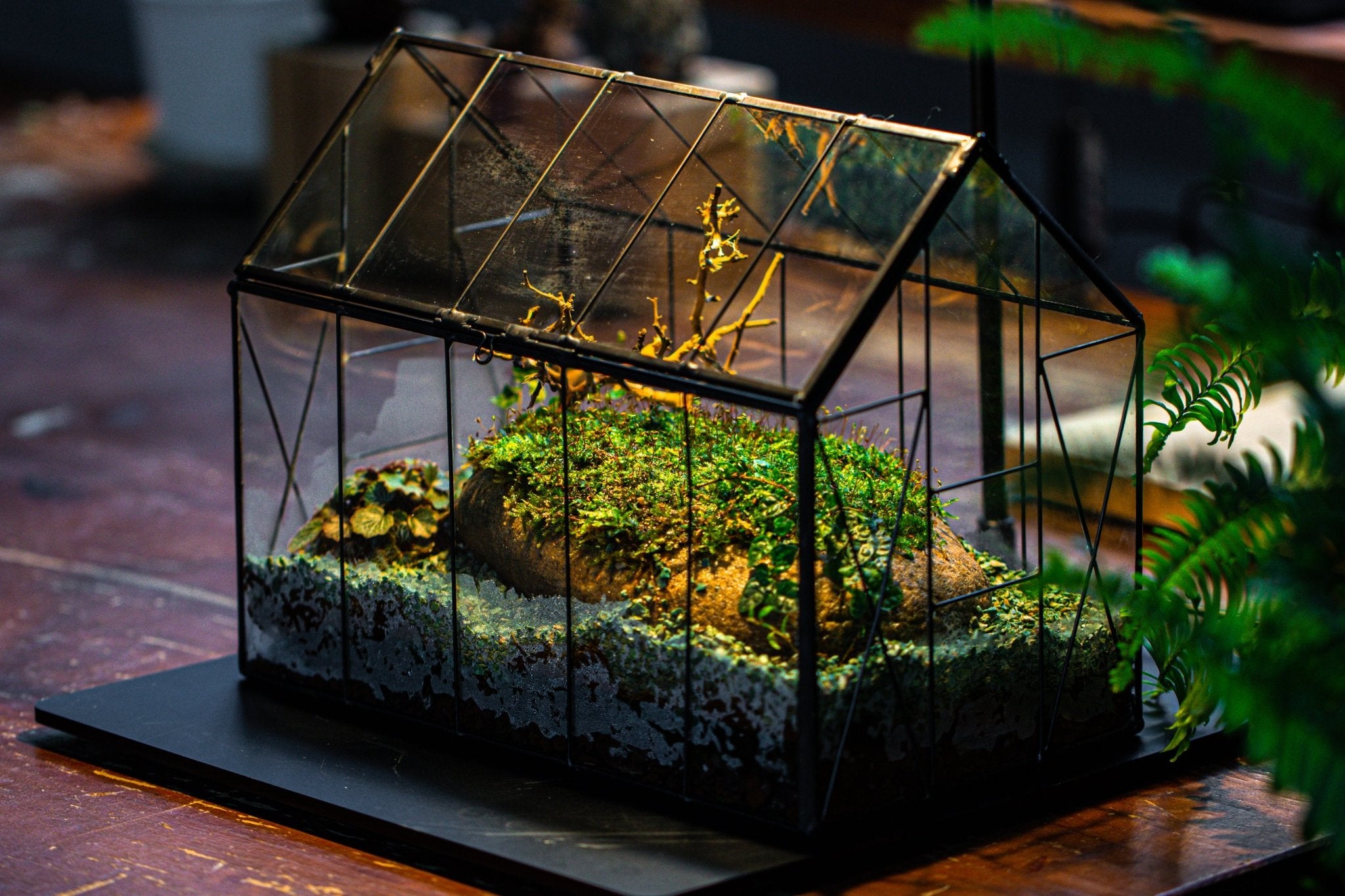 Handmade Vintage Greenhouse Inspired Tin Terrarium with LED Grow Light Set, Closed Glass Planter Set - NCYPgarden