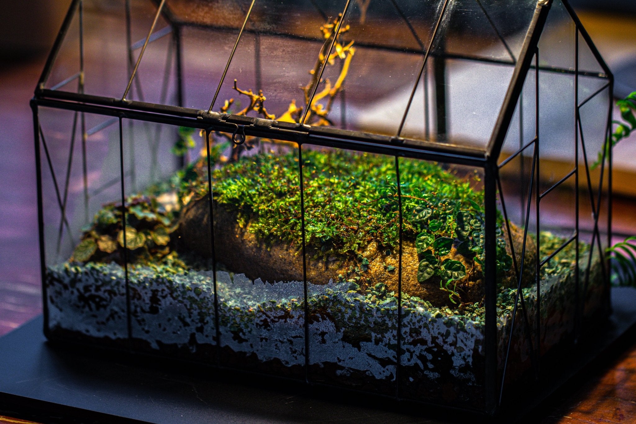 Handmade Vintage Greenhouse Inspired Tin Terrarium with LED Grow Light Set, Closed Glass Planter Set - NCYPgarden