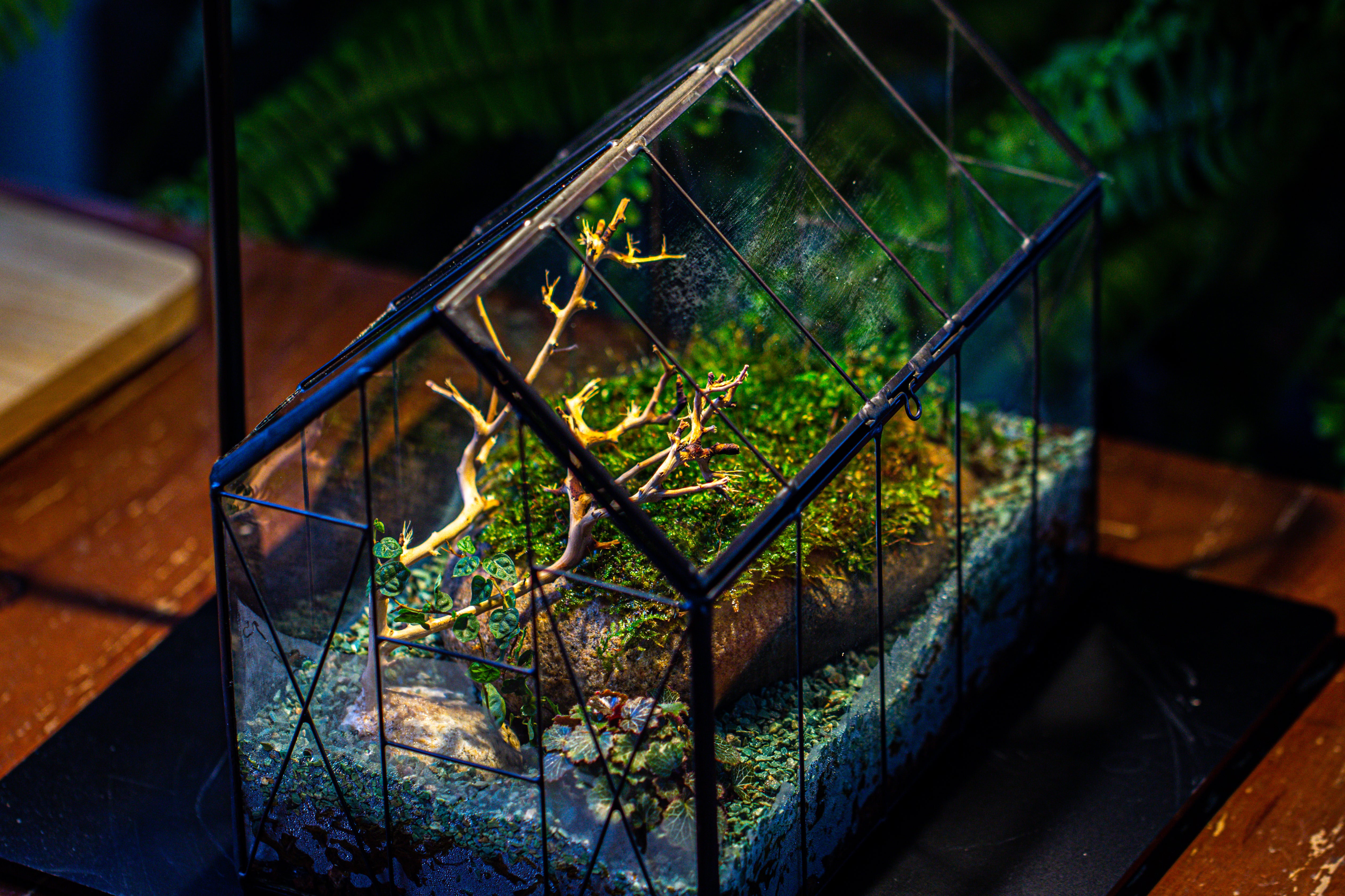 Handmade Vintage Greenhouse Inspired Tin Terrarium with LED Grow Light Set, Closed Glass Planter Set - NCYPgarden