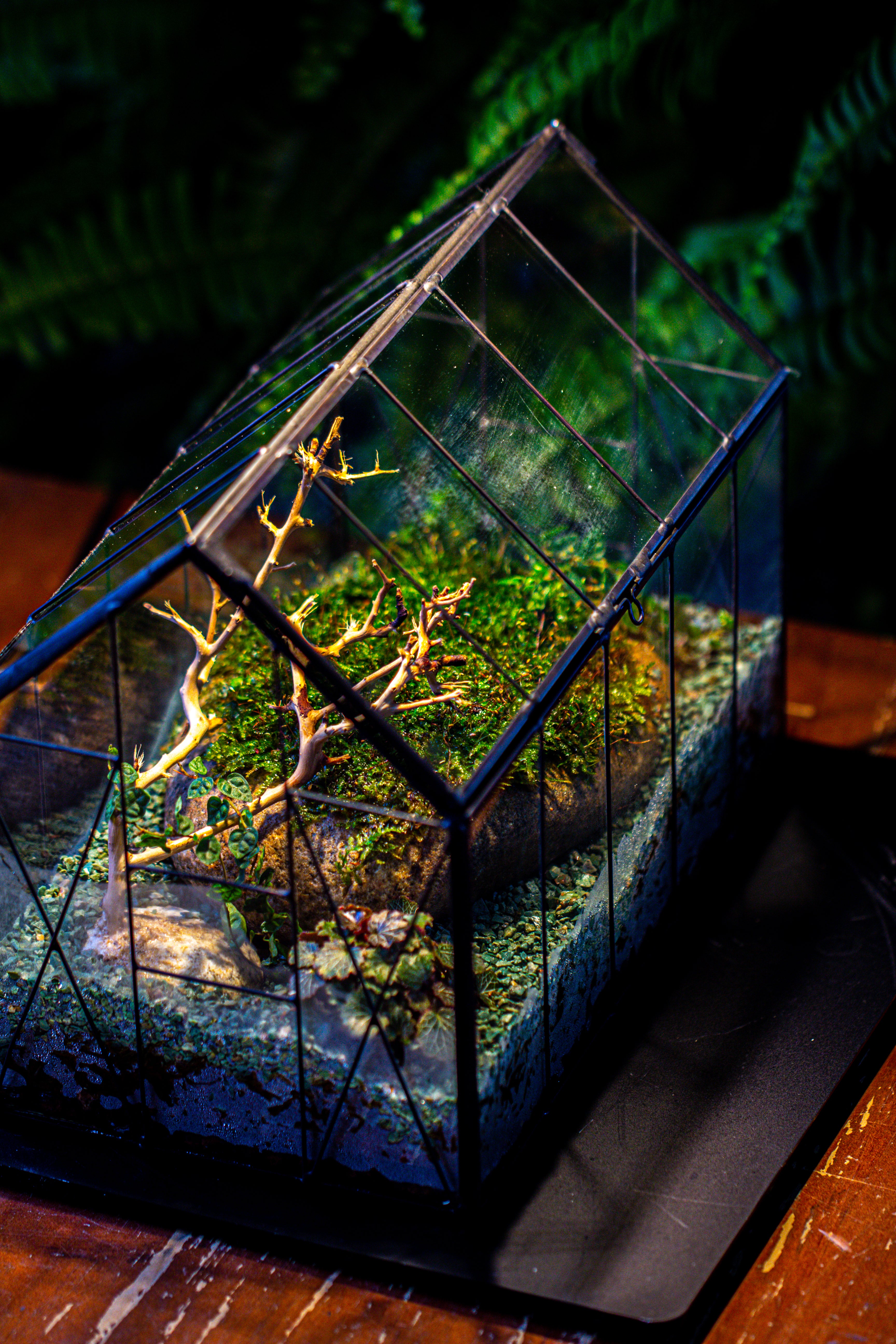 Handmade Vintage Greenhouse Inspired Tin Terrarium with LED Grow Light Set, Closed Glass Planter Set - NCYPgarden