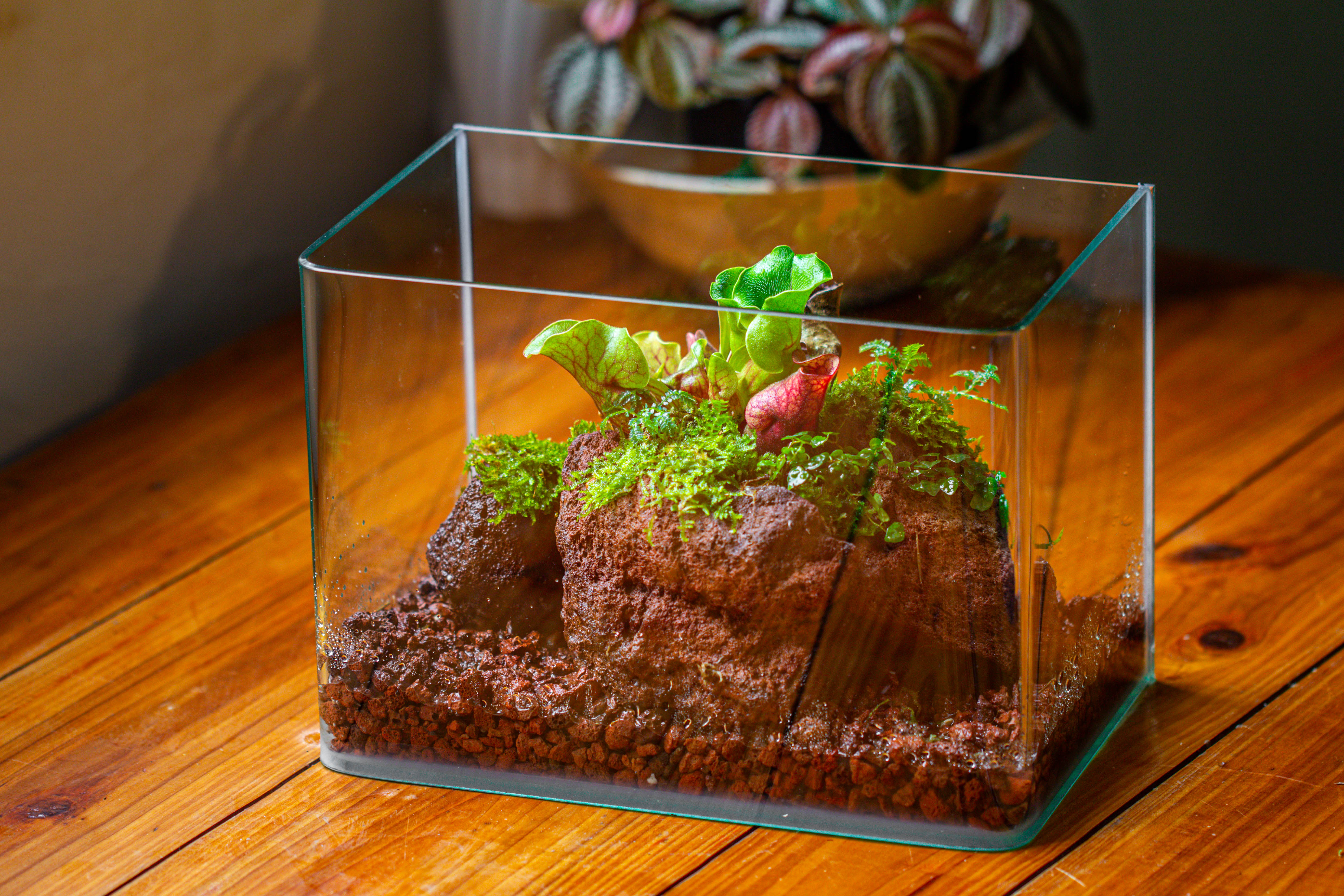 WaterTight Curved Glass Terrarium with Grow Lamp for Tropical Bog Plants - NCYPgarden