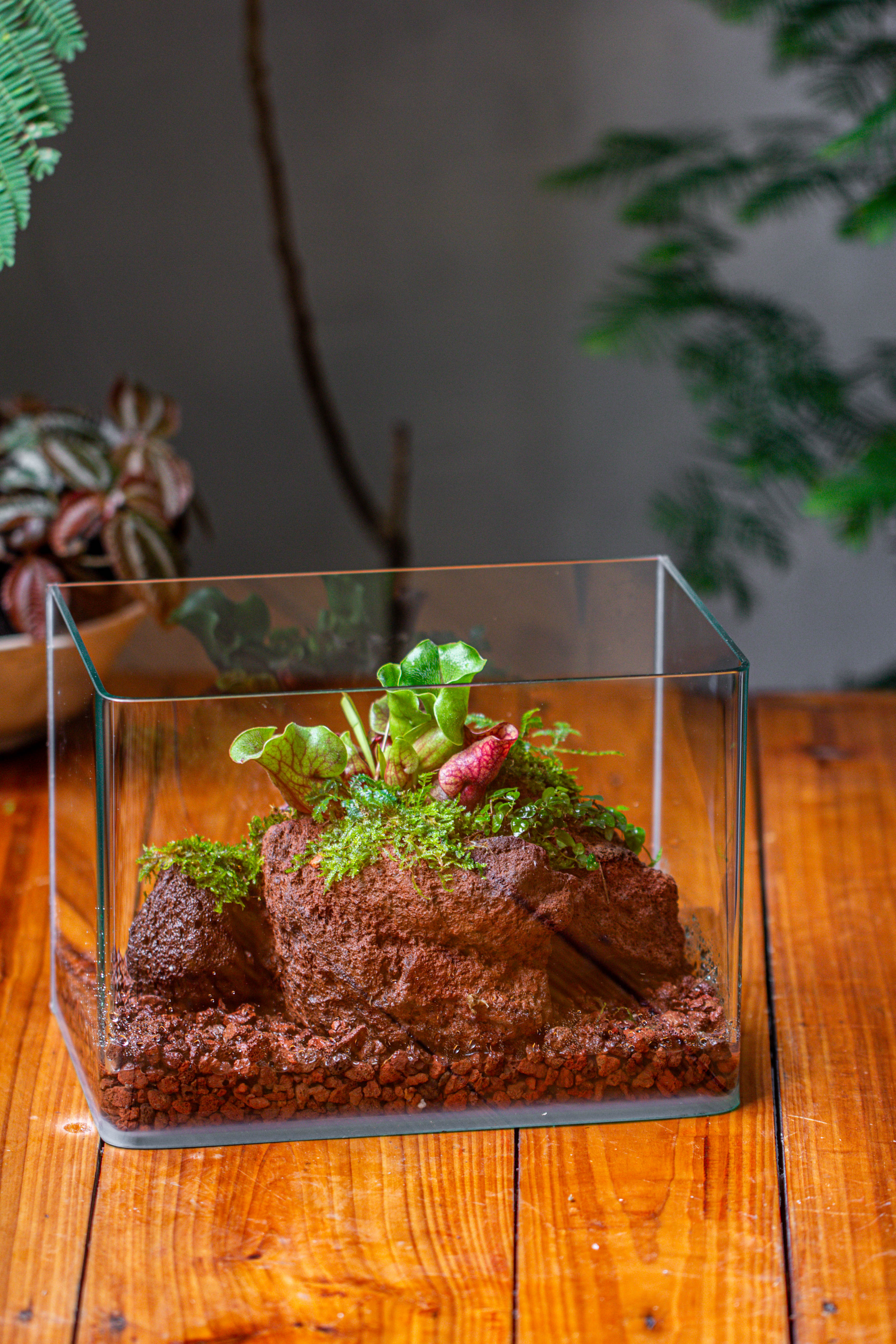 WaterTight Curved Glass Terrarium with Grow Lamp for Tropical Bog Plants - NCYPgarden