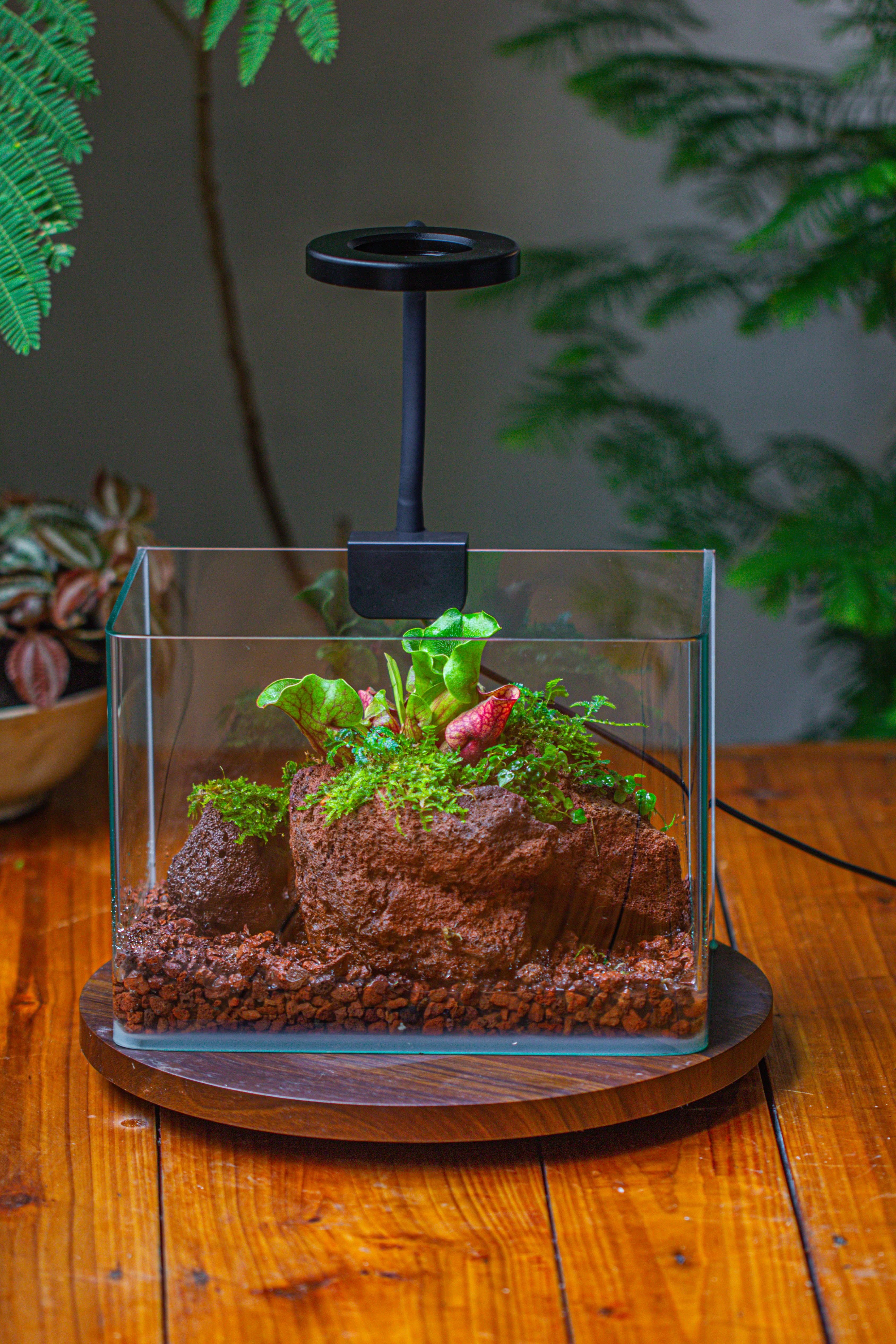 Open Bog Terrarium with LED Building DIY Set for Carnivorous Plants: Pitcher - NCYPgarden