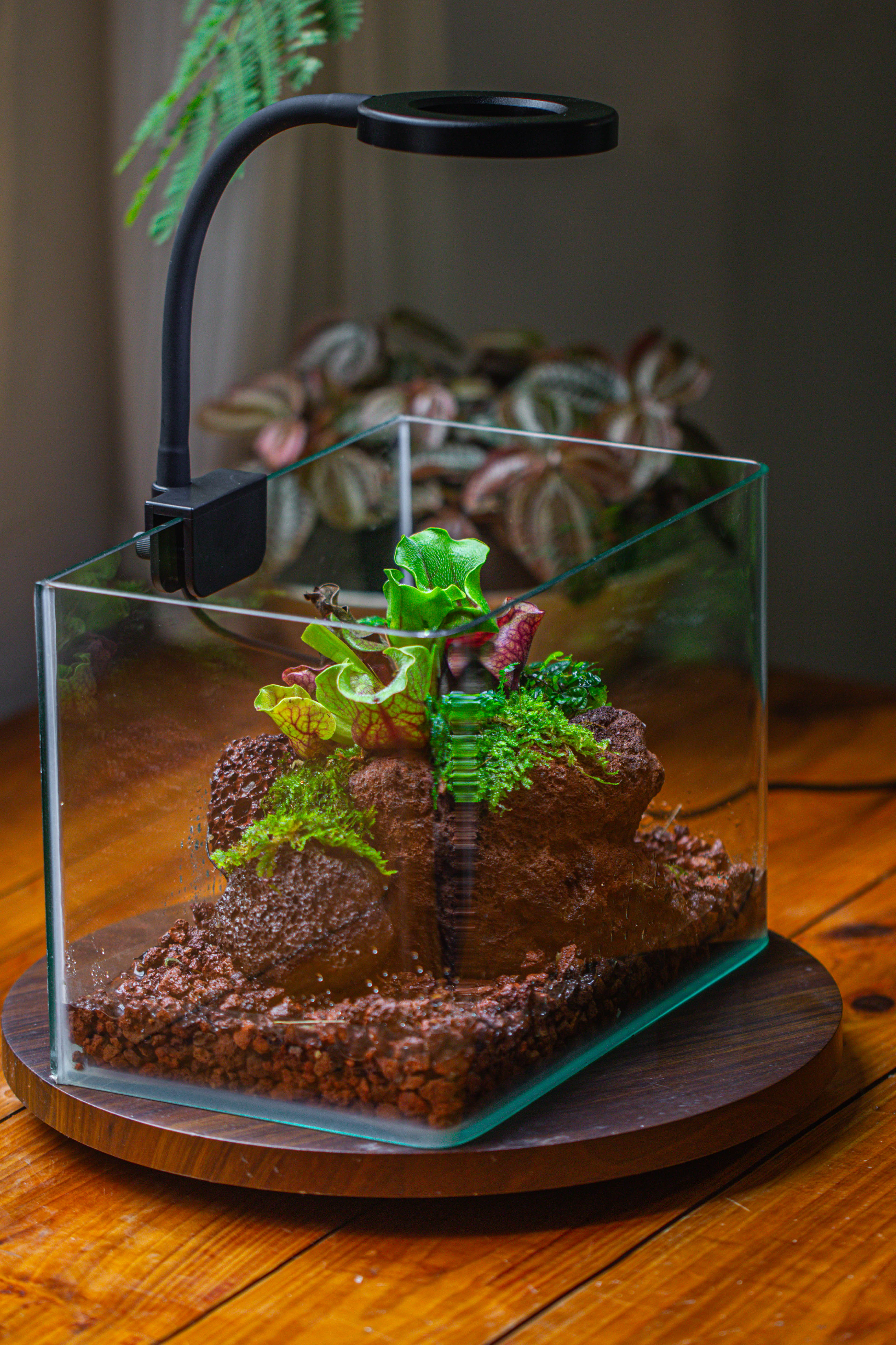 WaterTight Curved Glass Terrarium with Grow Lamp for Tropical Bog Plants - NCYPgarden