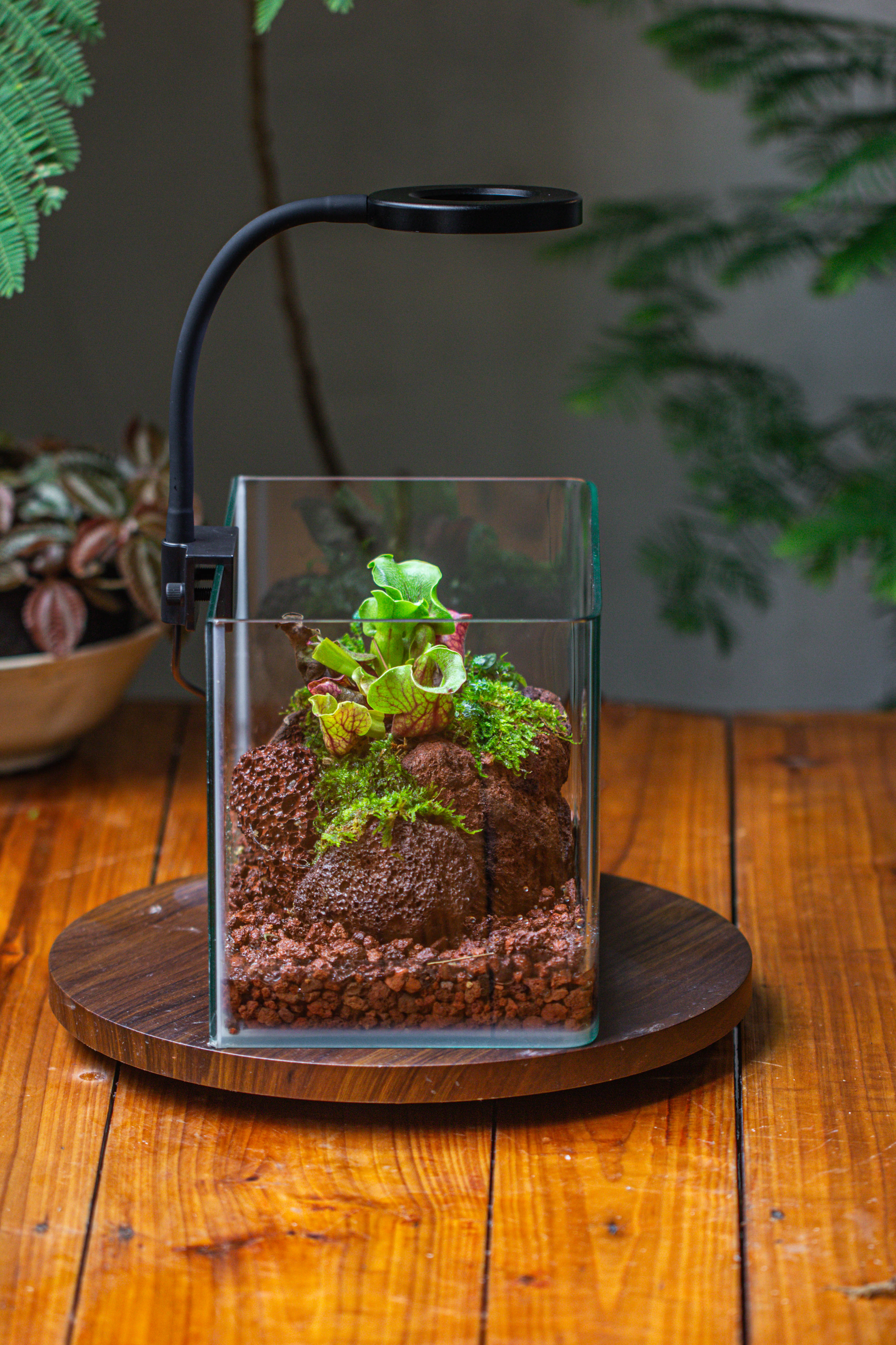 WaterTight Curved Glass Terrarium with Grow Lamp for Tropical Bog Plants - NCYPgarden