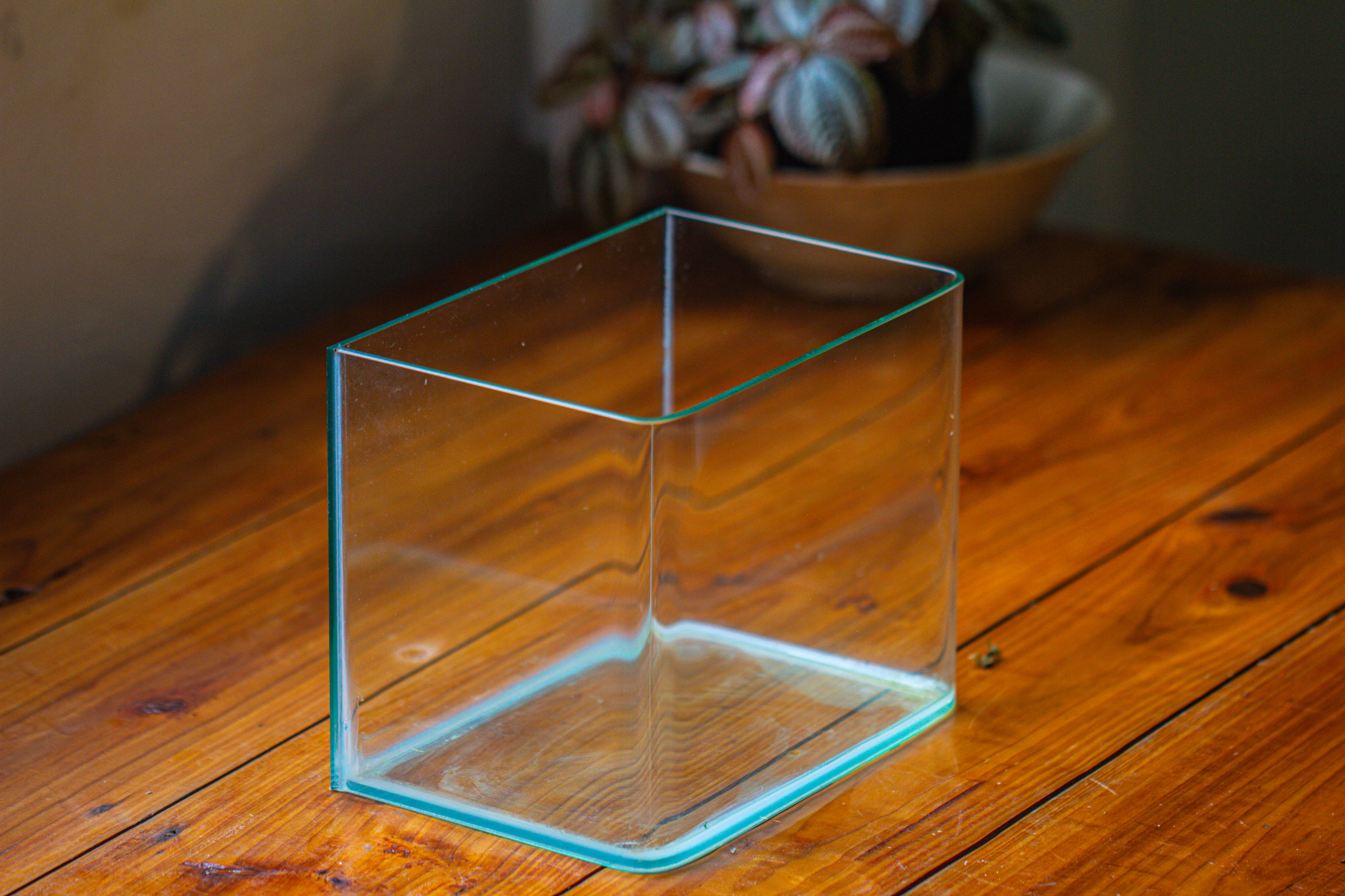 WaterTight Curved Glass Terrarium for Tropical Bog Plants - NCYPgarden