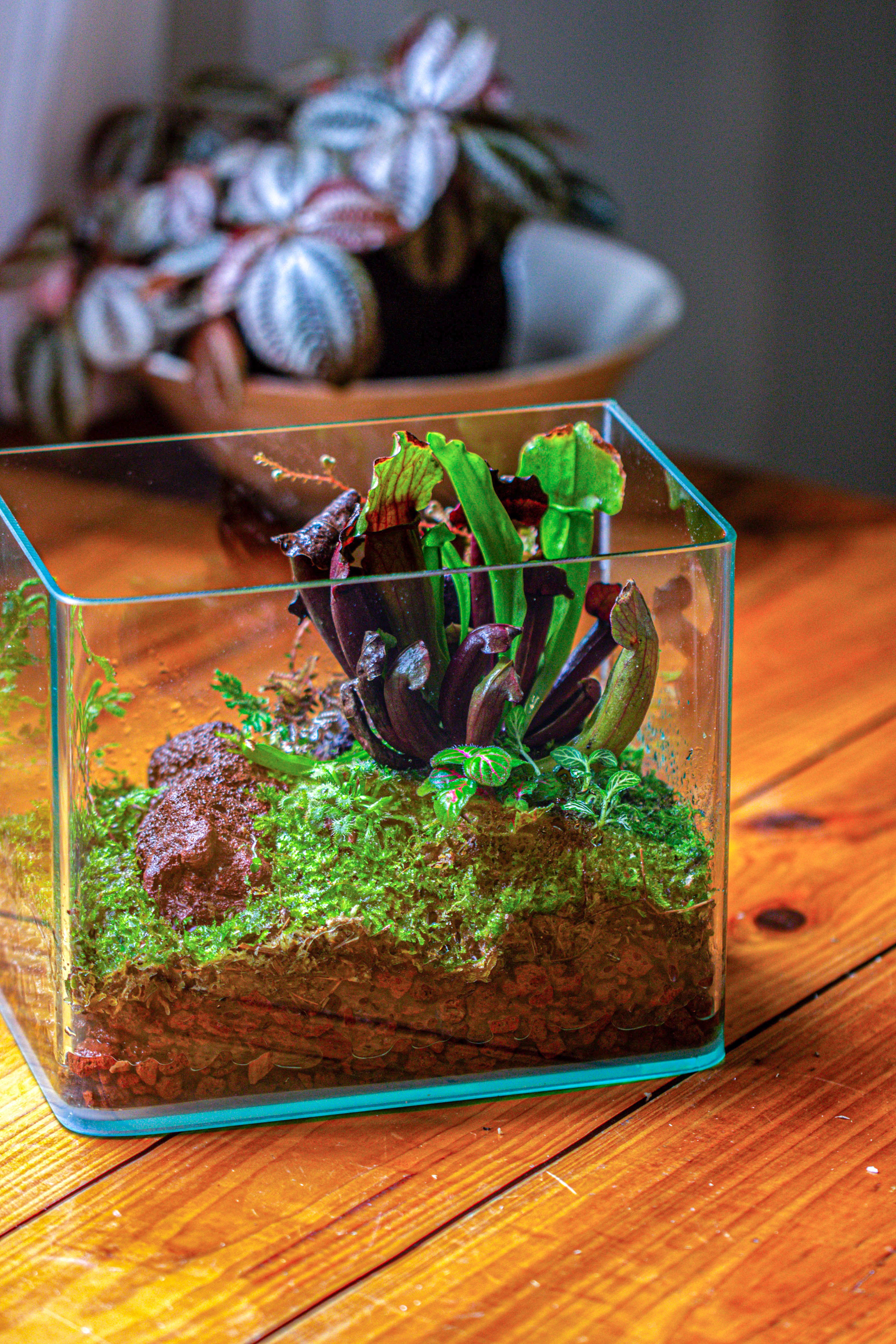 WaterTight Curved Glass Terrarium with Grow Lamp for Tropical Bog Plants - NCYPgarden