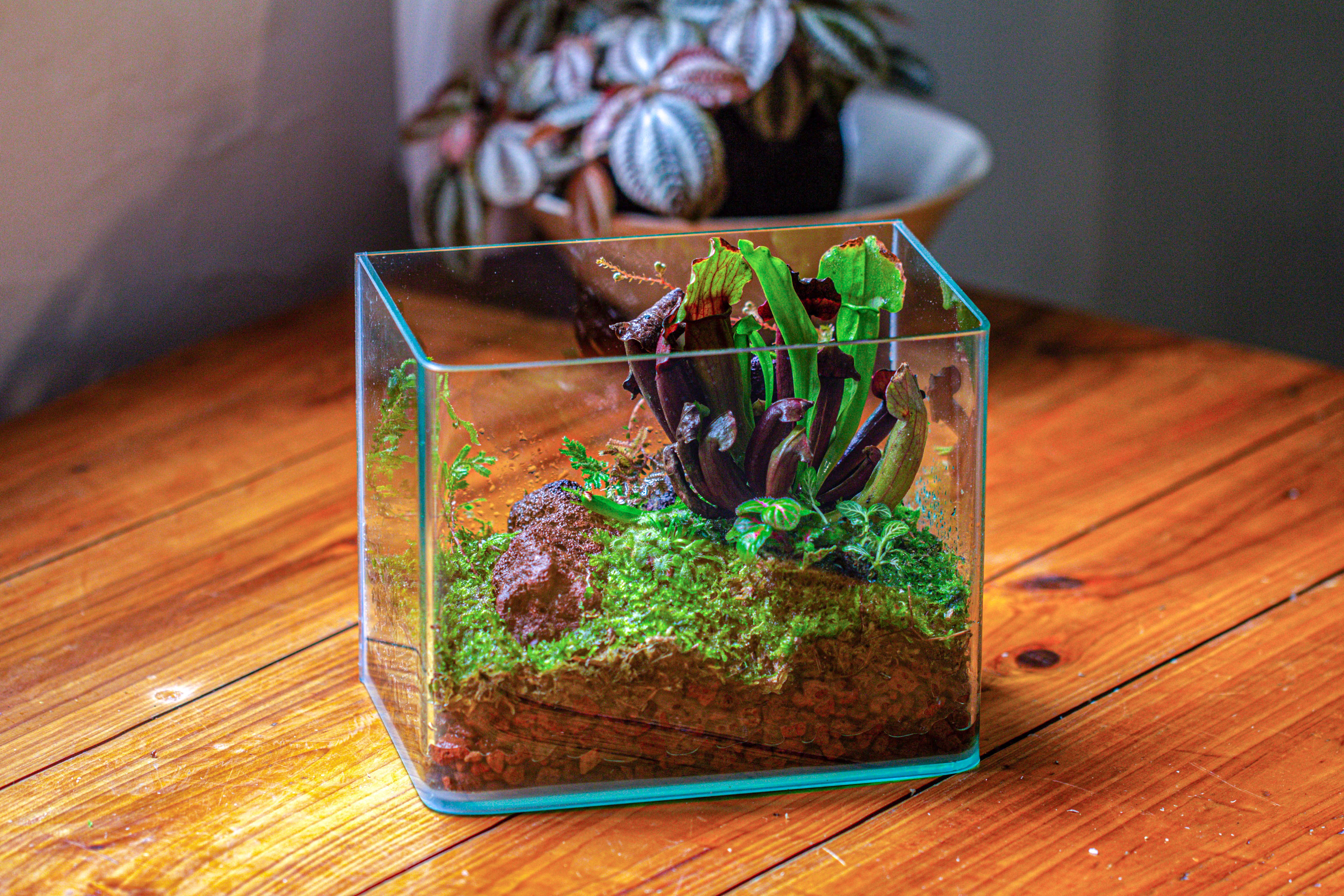 WaterTight Curved Glass Terrarium with Grow Lamp for Tropical Bog Plants - NCYPgarden