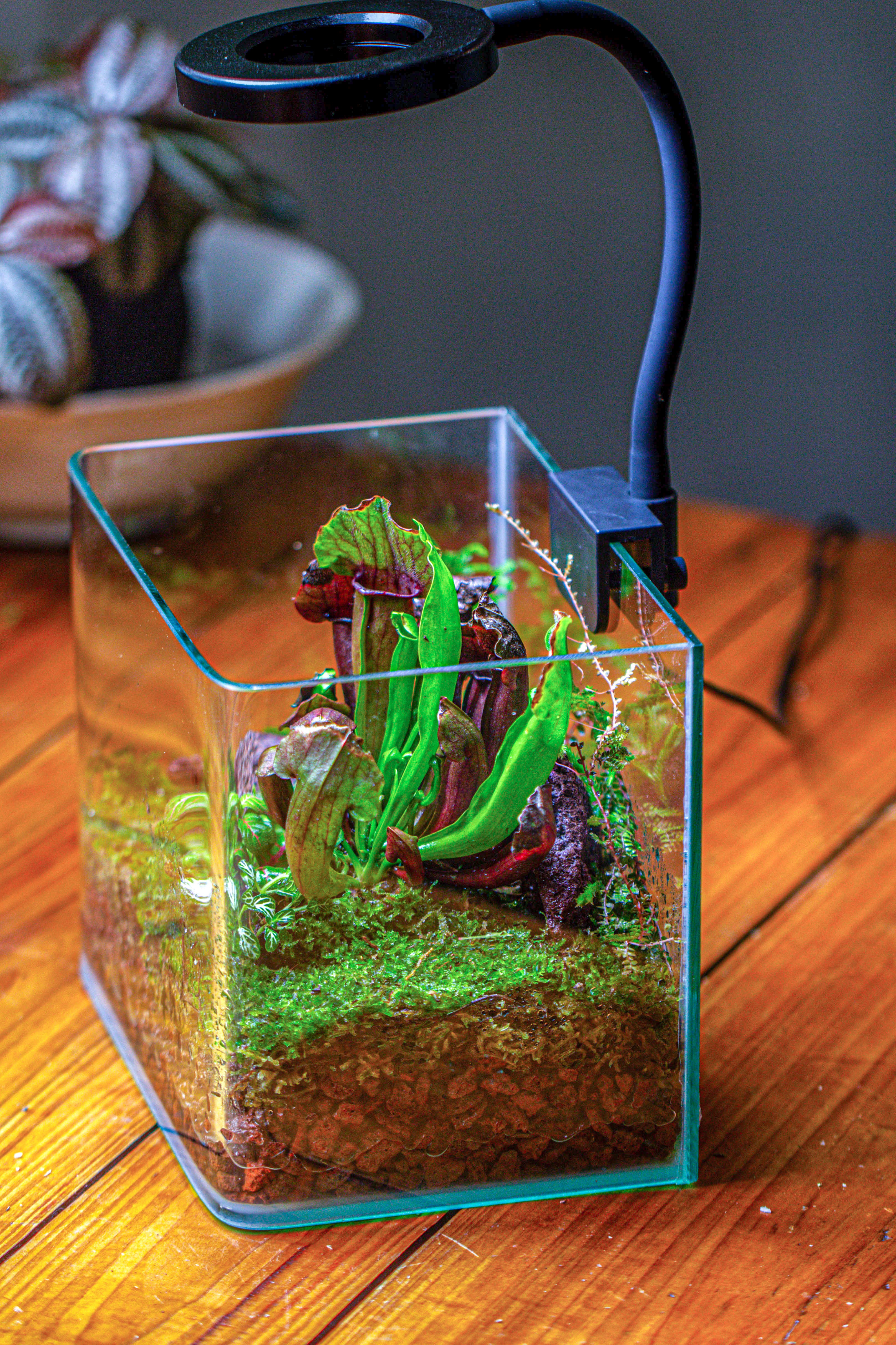 Open Moss Terrarium Building DIY Set with LED for Carnivorous Plants: pitcher - NCYPgarden