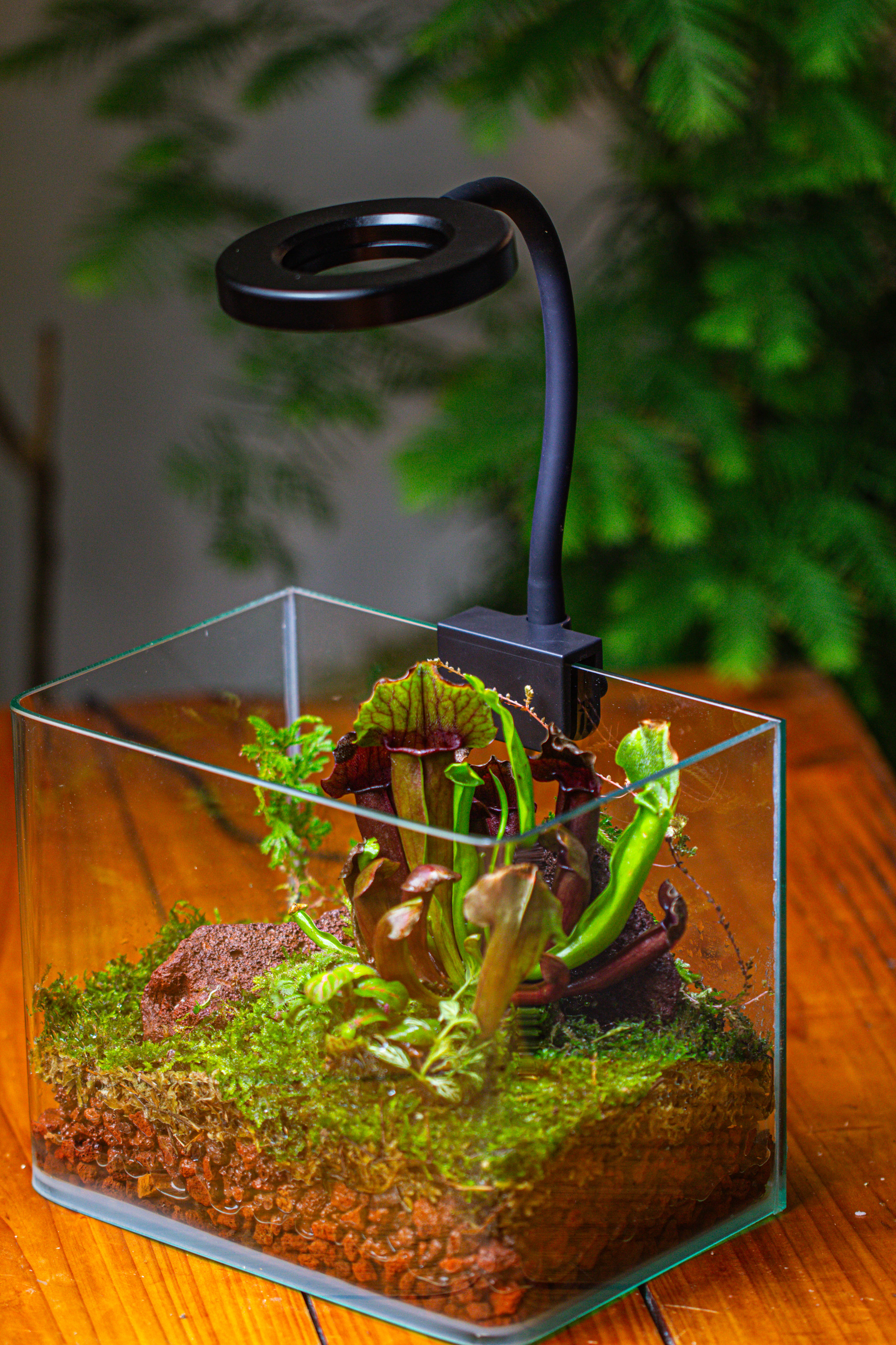 WaterTight Curved Glass Terrarium with Grow Lamp for Tropical Bog Plants - NCYPgarden