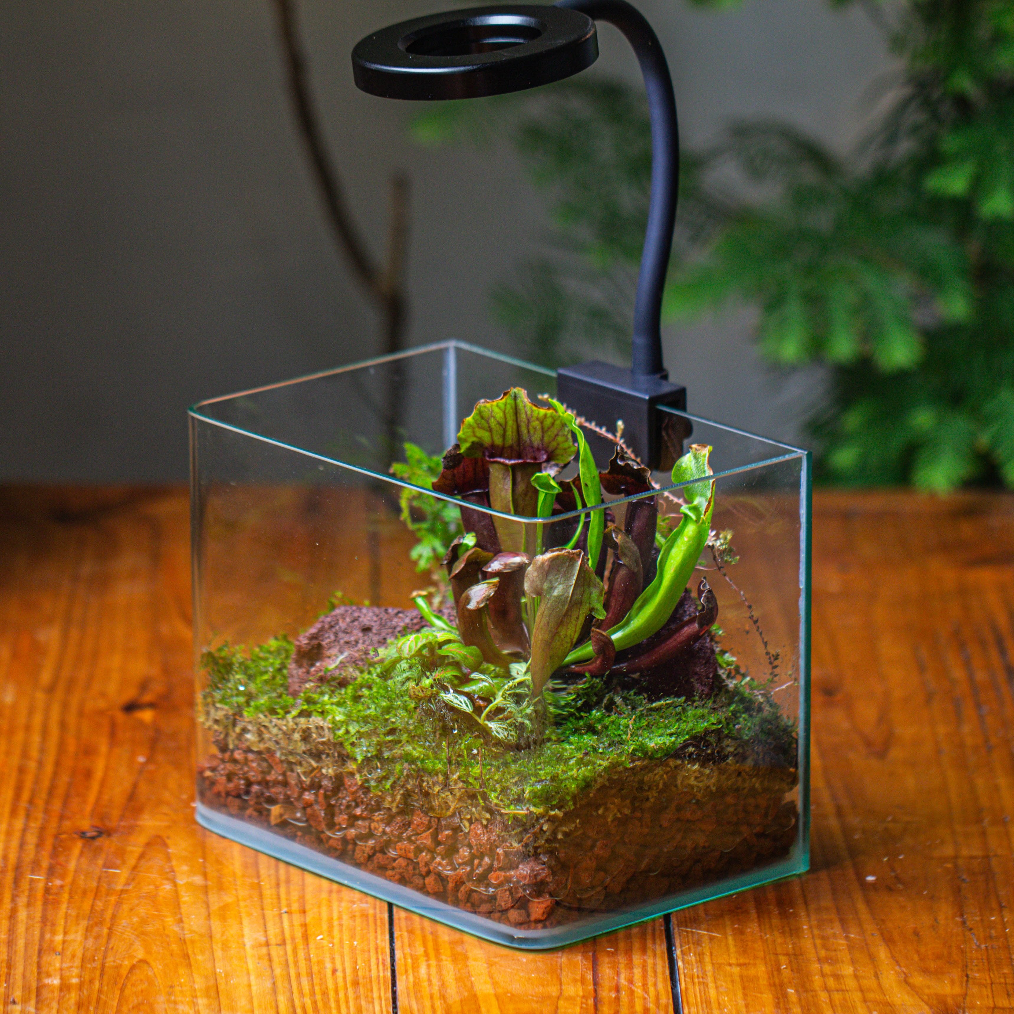Open Moss Terrarium Building DIY Set with LED for Carnivorous Plants: pitcher - NCYPgarden
