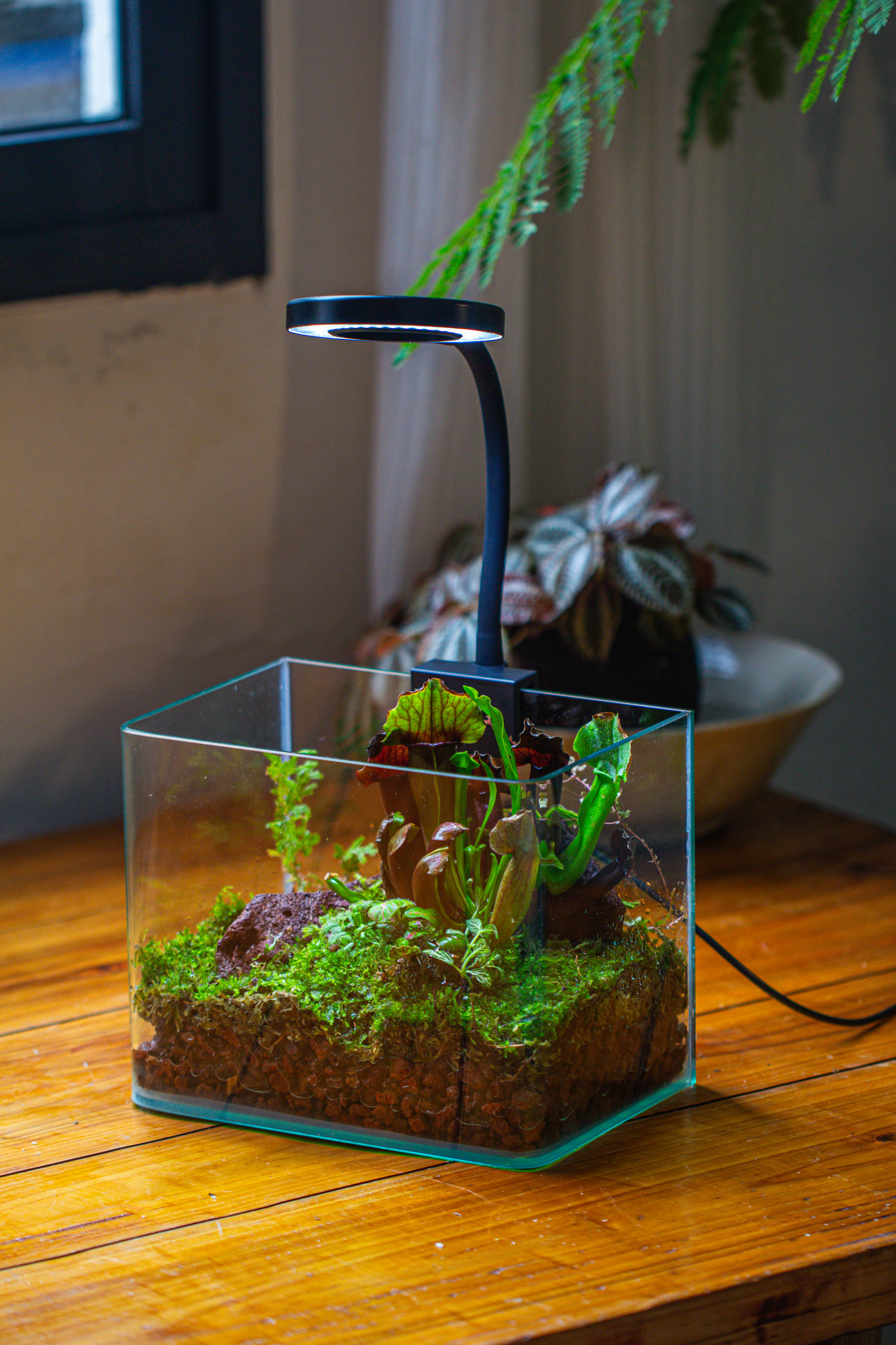 WaterTight Curved Glass Terrarium with Grow Lamp for Tropical Bog Plants - NCYPgarden