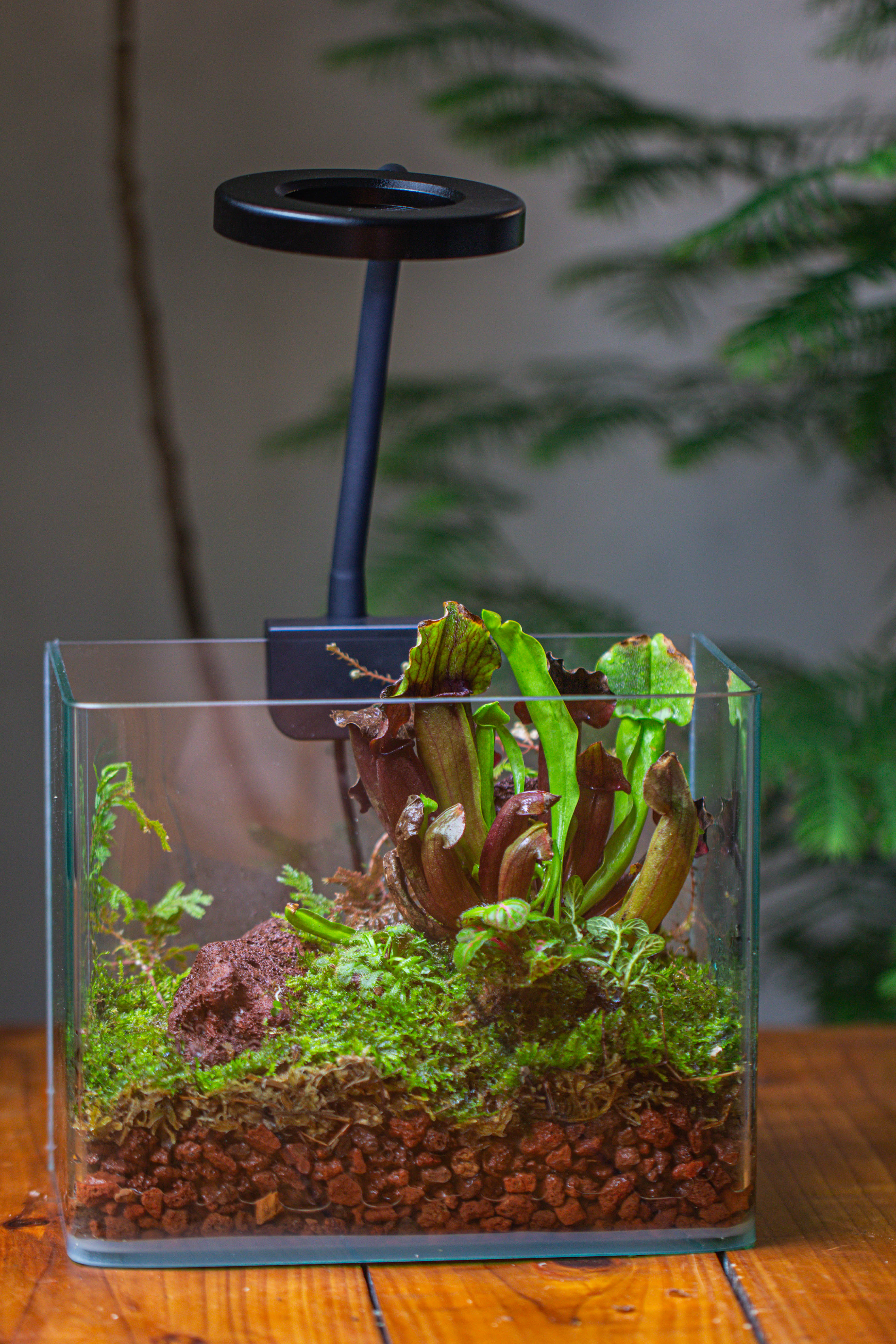 WaterTight Curved Glass Terrarium with Grow Lamp for Tropical Bog Plants - NCYPgarden