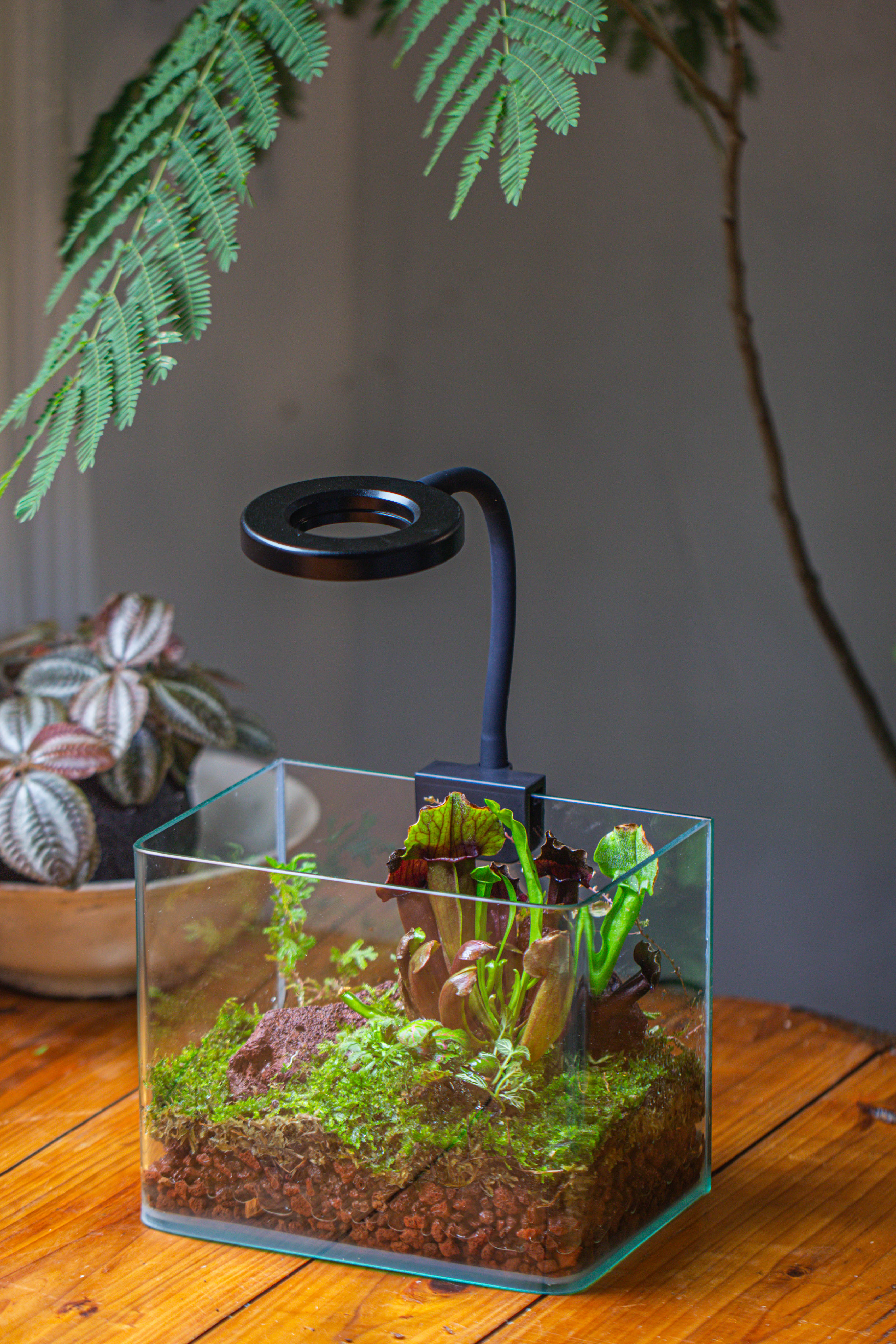 Open Moss Terrarium Building DIY Set with LED for Carnivorous Plants: pitcher - NCYPgarden