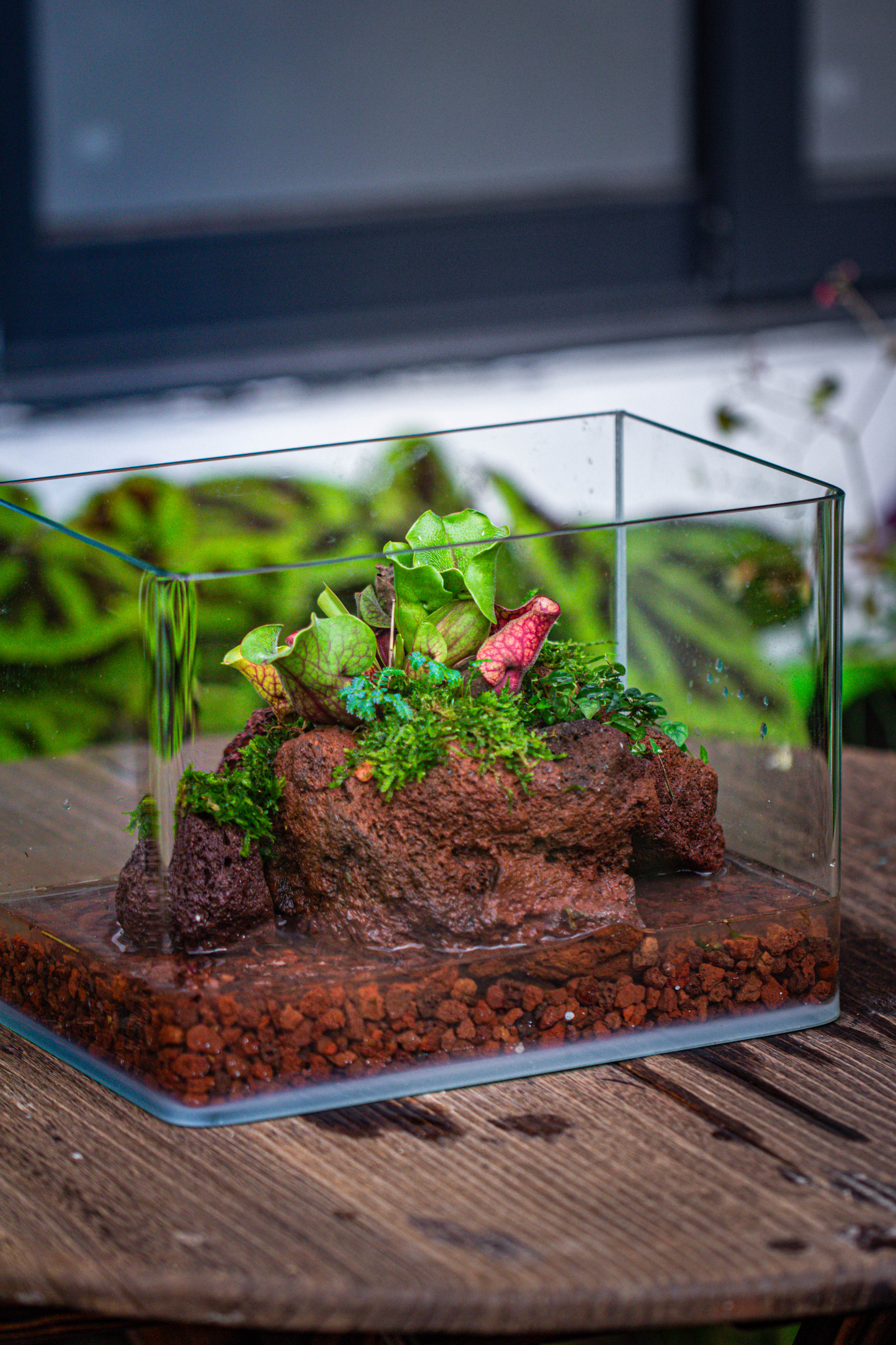 WaterTight Curved Glass Terrarium with Grow Lamp for Tropical Bog Plants - NCYPgarden